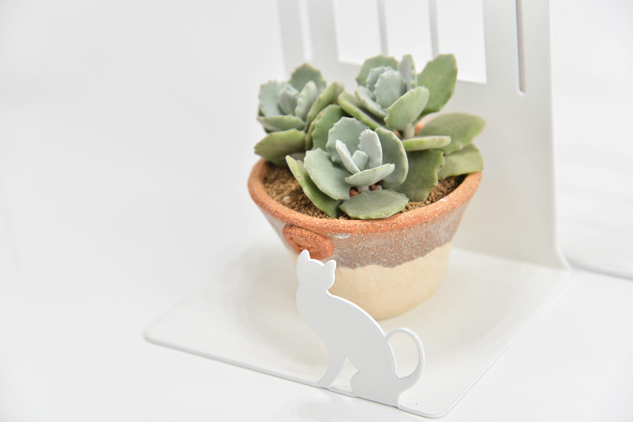 景天科多肉植物 0308生肖與金光閃閃多肉植物 1789 拷貝 1