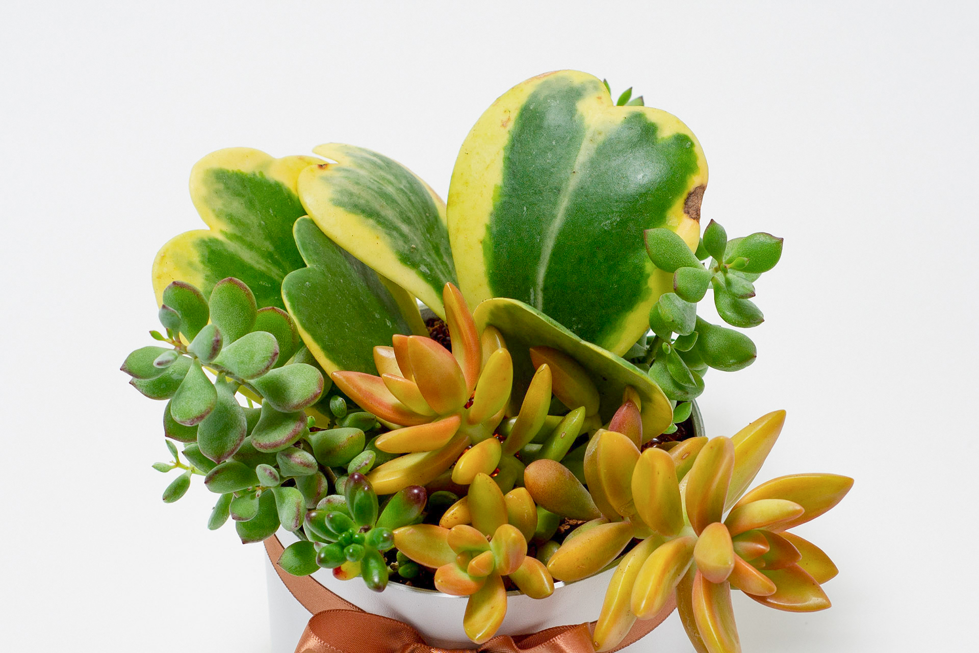 翩翩晶采 5 翩翩晶采 0311 網路商店開幕送禮拍攝 植物特寫132