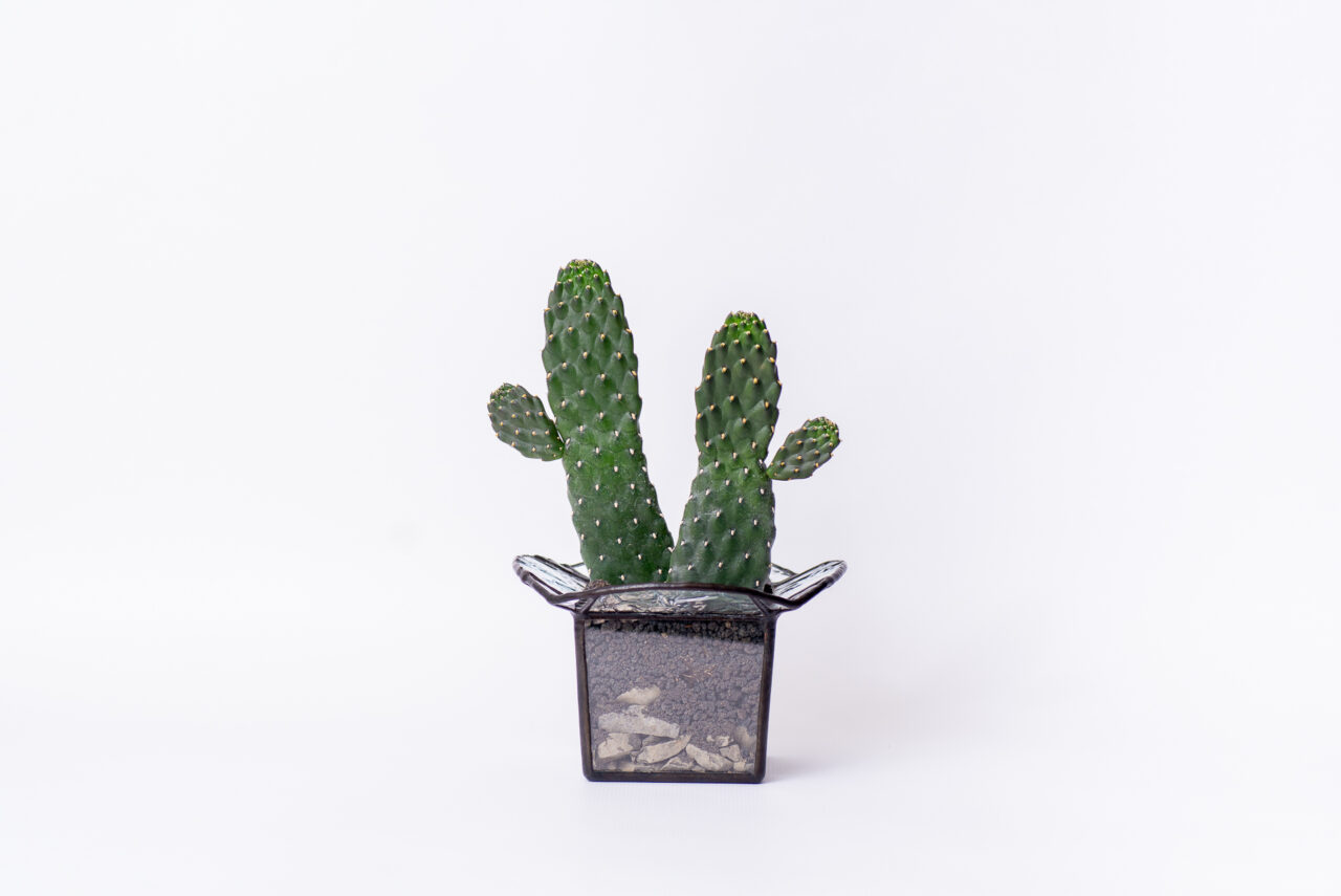 0324 每月多肉萬歲仙人掌-主視覺整盆