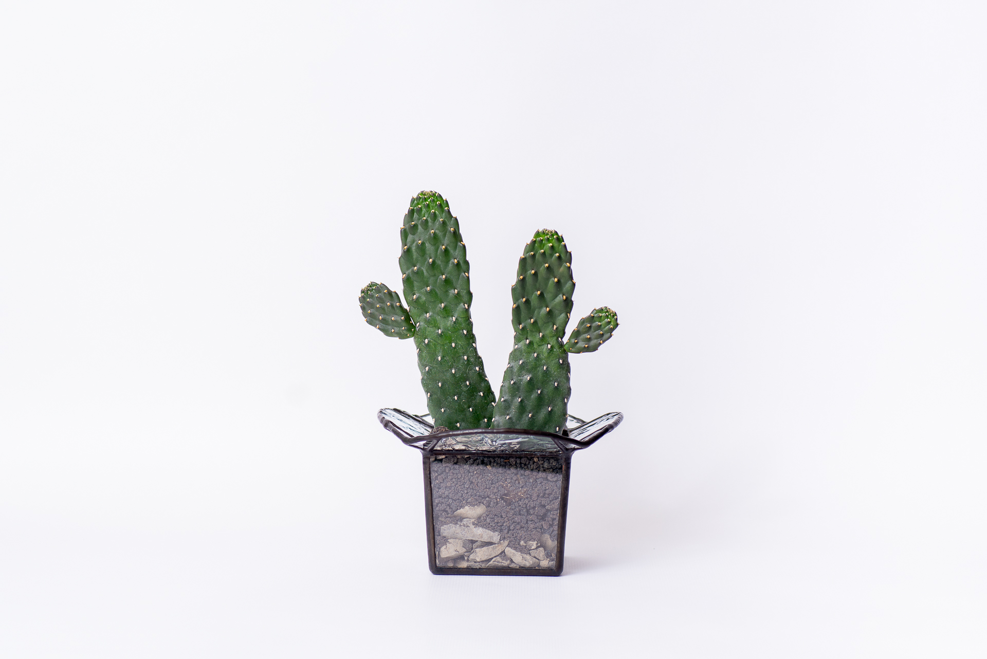 0324 每月多肉萬歲仙人掌-主視覺整盆