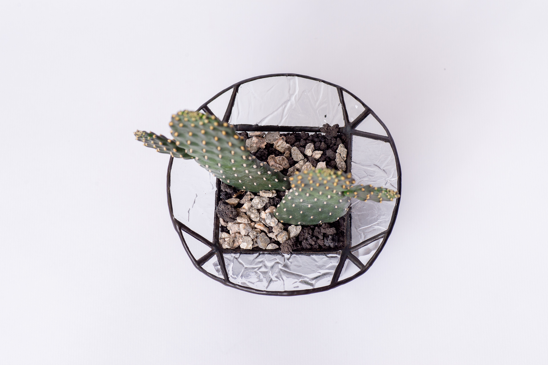 多肉圖鑑:萬歲仙人掌 (仙人掌科 念珠仙人掌屬) 15 0324 每月多肉萬歲仙人掌-俯視拍玻璃鑲嵌盆器