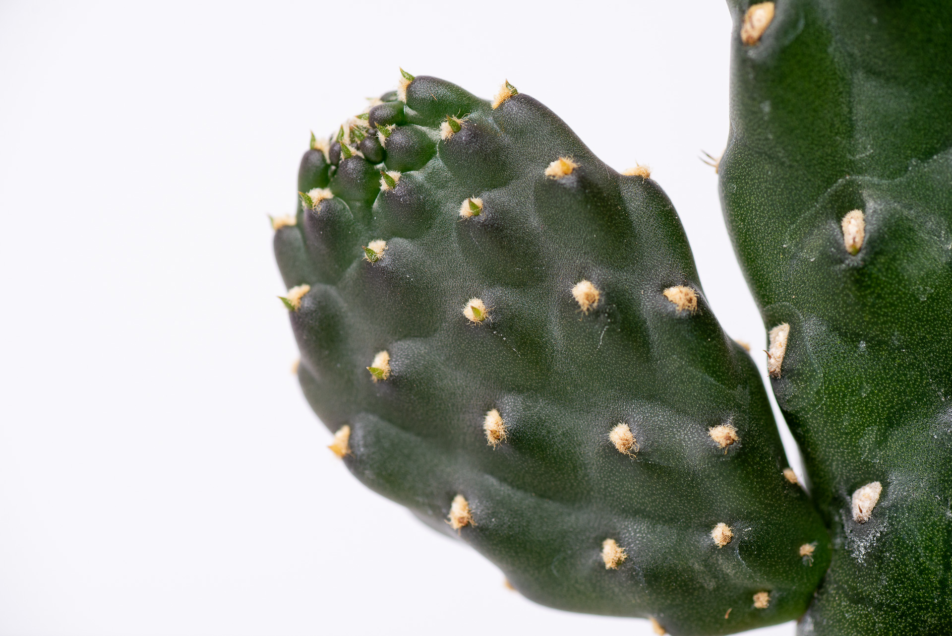 多肉圖鑑:萬歲仙人掌 (仙人掌科 念珠仙人掌屬) 13 0324 每月多肉萬歲仙人掌-側芽生長