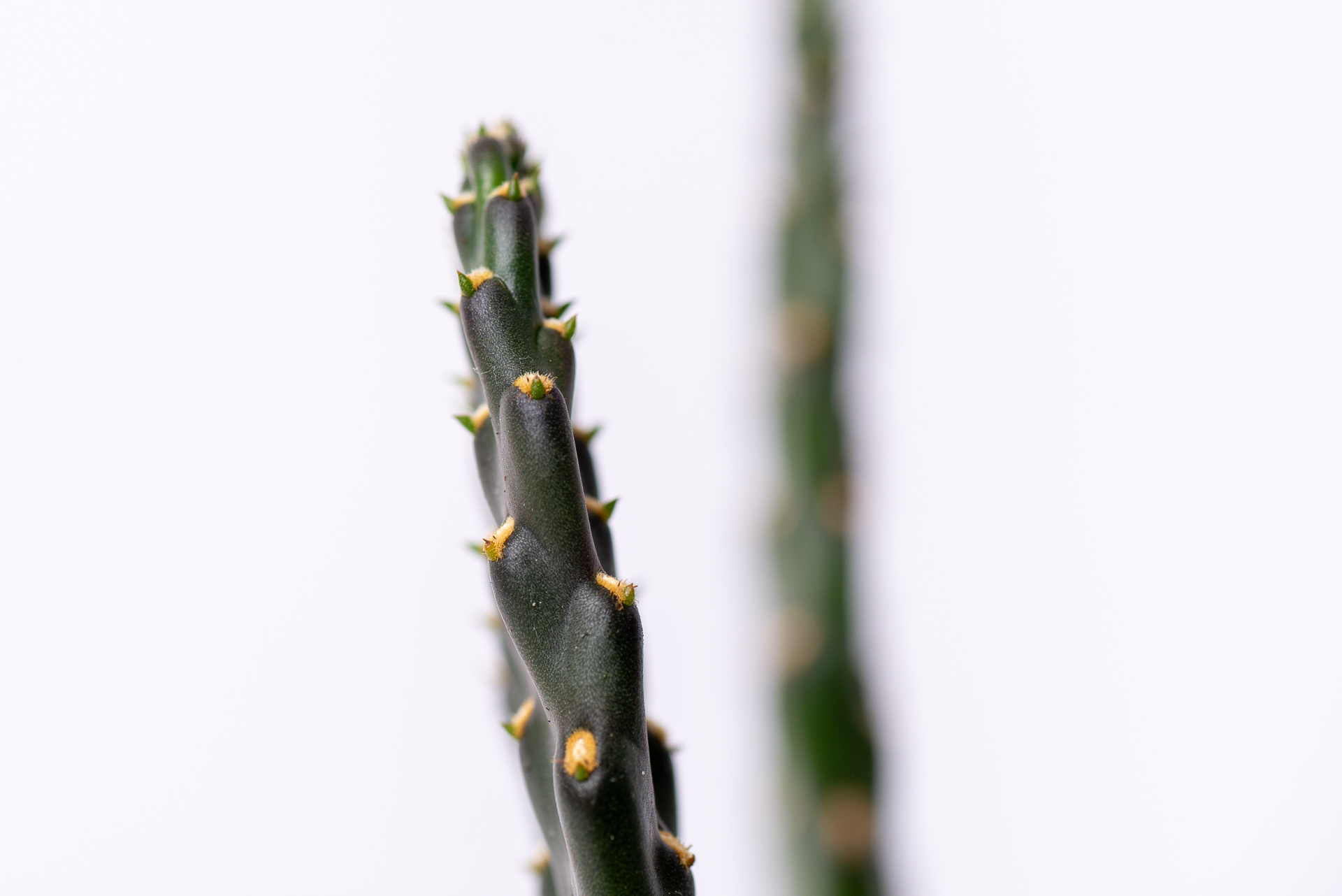 多肉圖鑑:萬歲仙人掌 (仙人掌科 念珠仙人掌屬) 18 0324 每月多肉萬歲仙人掌-側邊扁平姿態