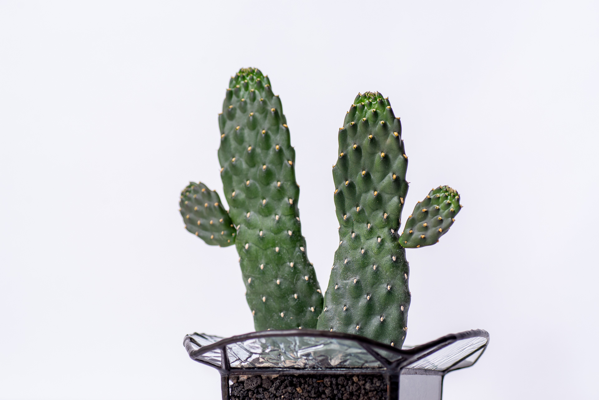 多肉圖鑑:萬歲仙人掌 (仙人掌科 念珠仙人掌屬) 14 0324 每月多肉萬歲仙人掌-側面