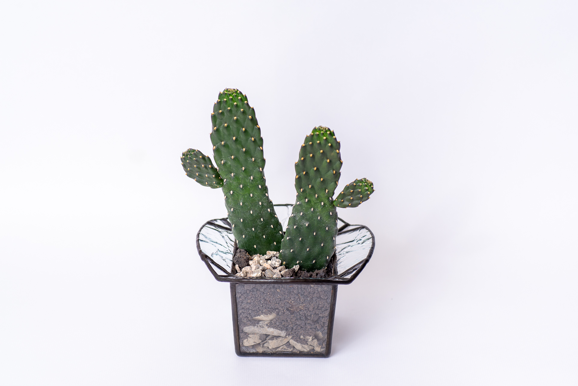 多肉圖鑑:萬歲仙人掌 (仙人掌科 念珠仙人掌屬) 19 0324 每月多肉萬歲仙人掌-整植株