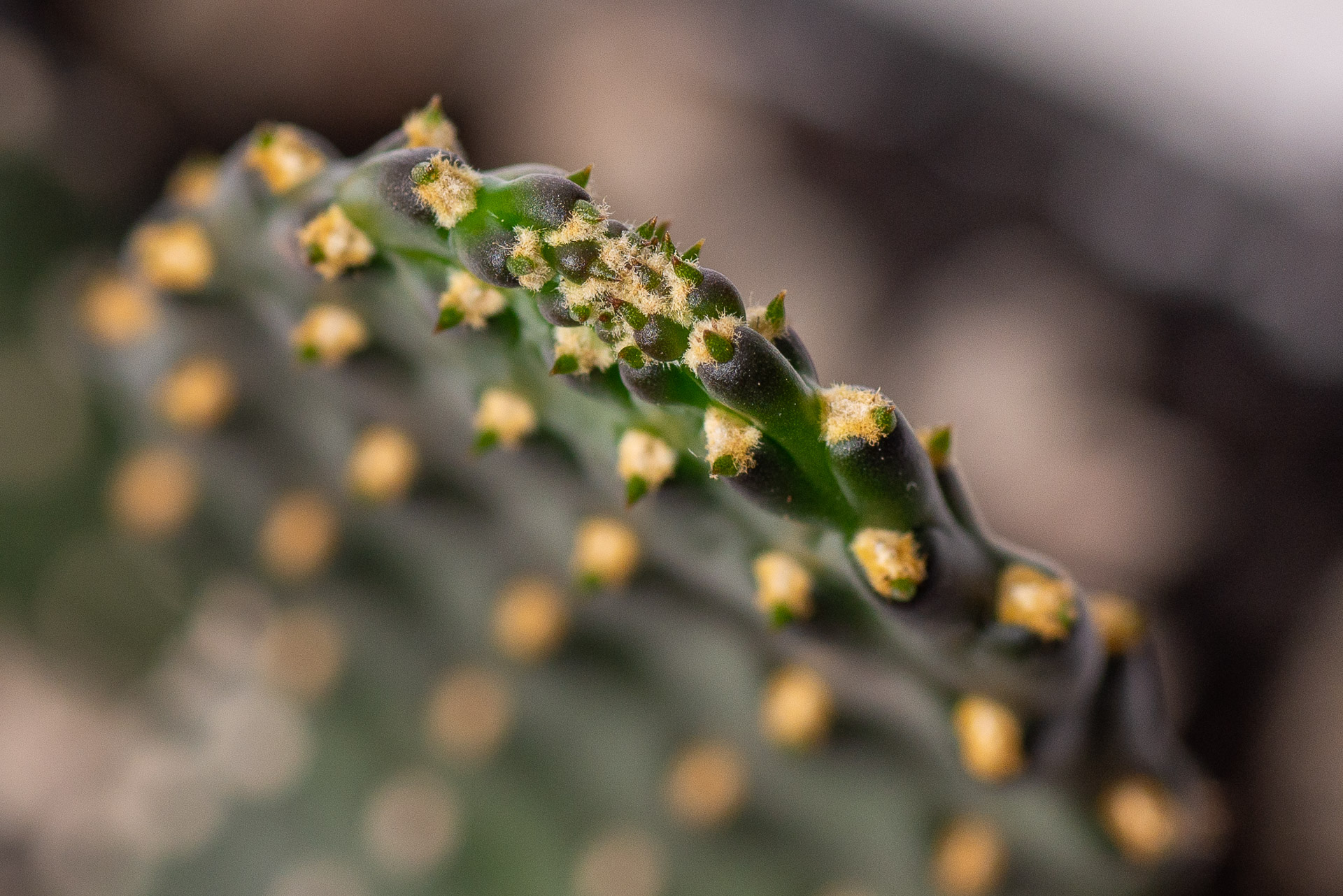 多肉圖鑑:萬歲仙人掌 (仙人掌科 念珠仙人掌屬) 17 0324 每月多肉萬歲仙人掌-生長點微距