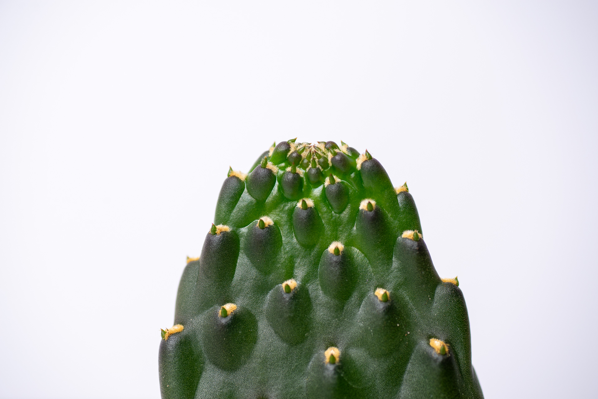 多肉圖鑑:萬歲仙人掌 (仙人掌科 念珠仙人掌屬) 16 0324 每月多肉萬歲仙人掌-頂端生長點