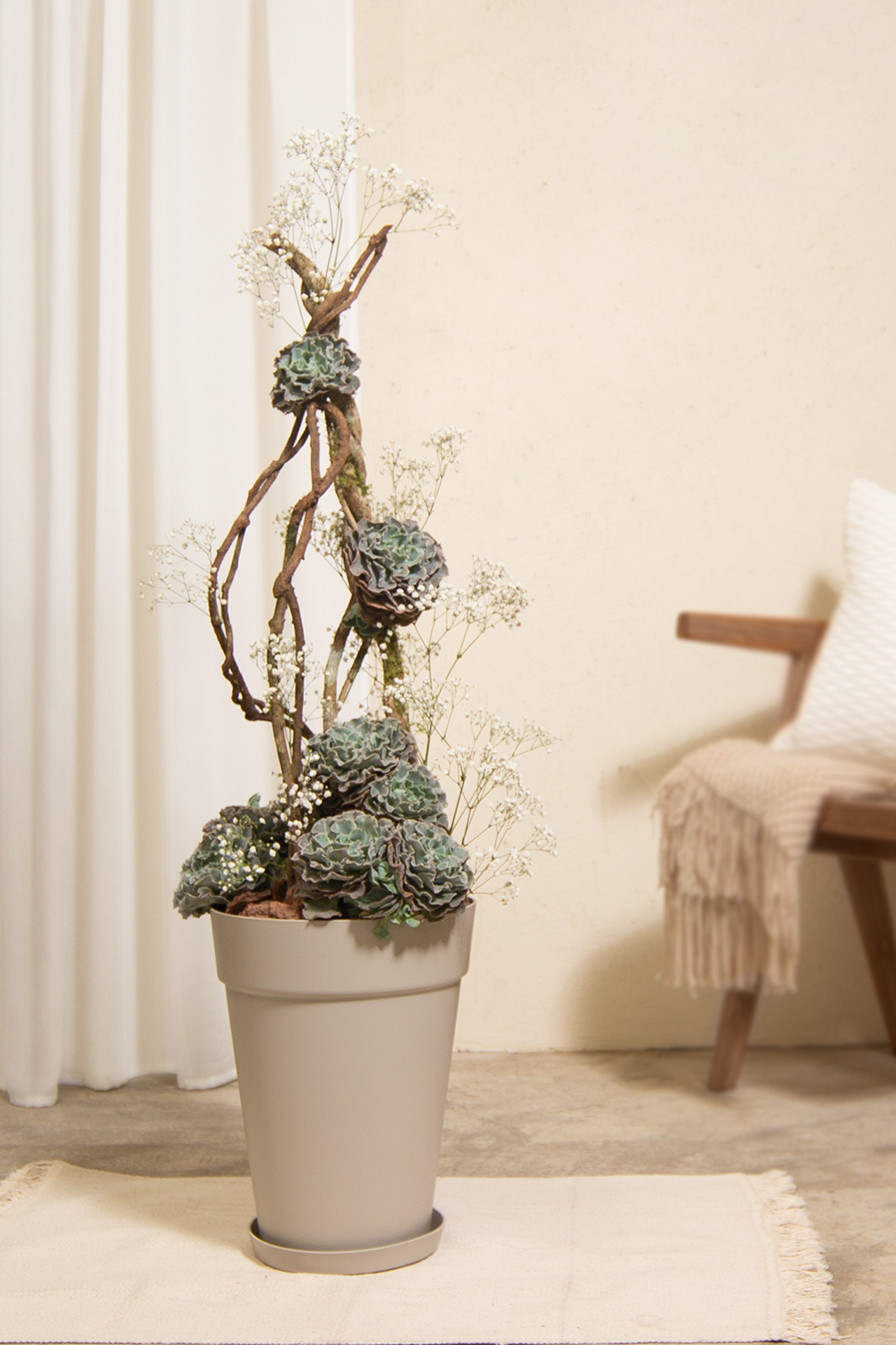 2023 母親節禮物,獻給跟你一樣喜歡植物的媽媽 11 大型多肉盆栽