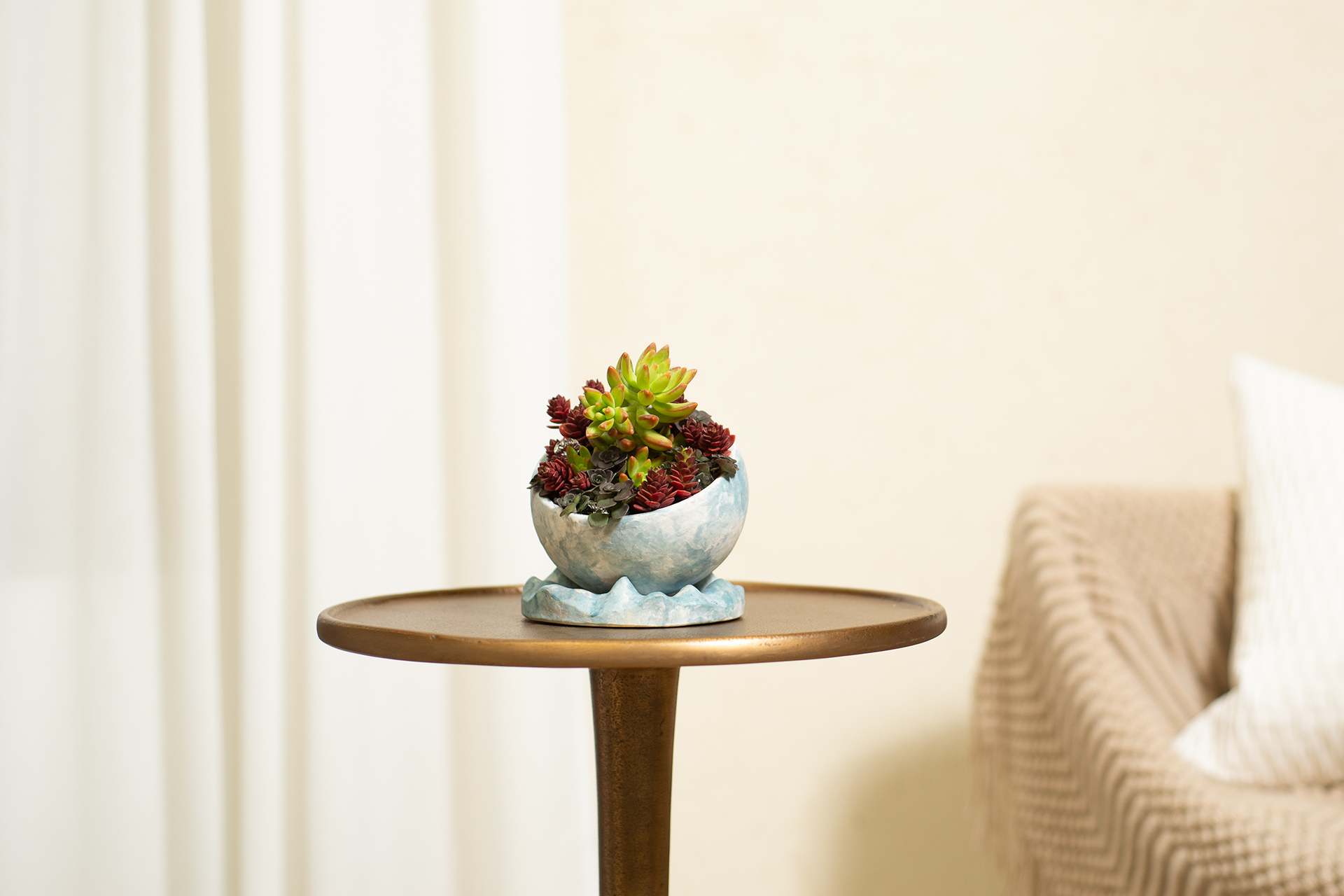 2023 母親節禮物,獻給跟你一樣喜歡植物的媽媽 10 永恆星光