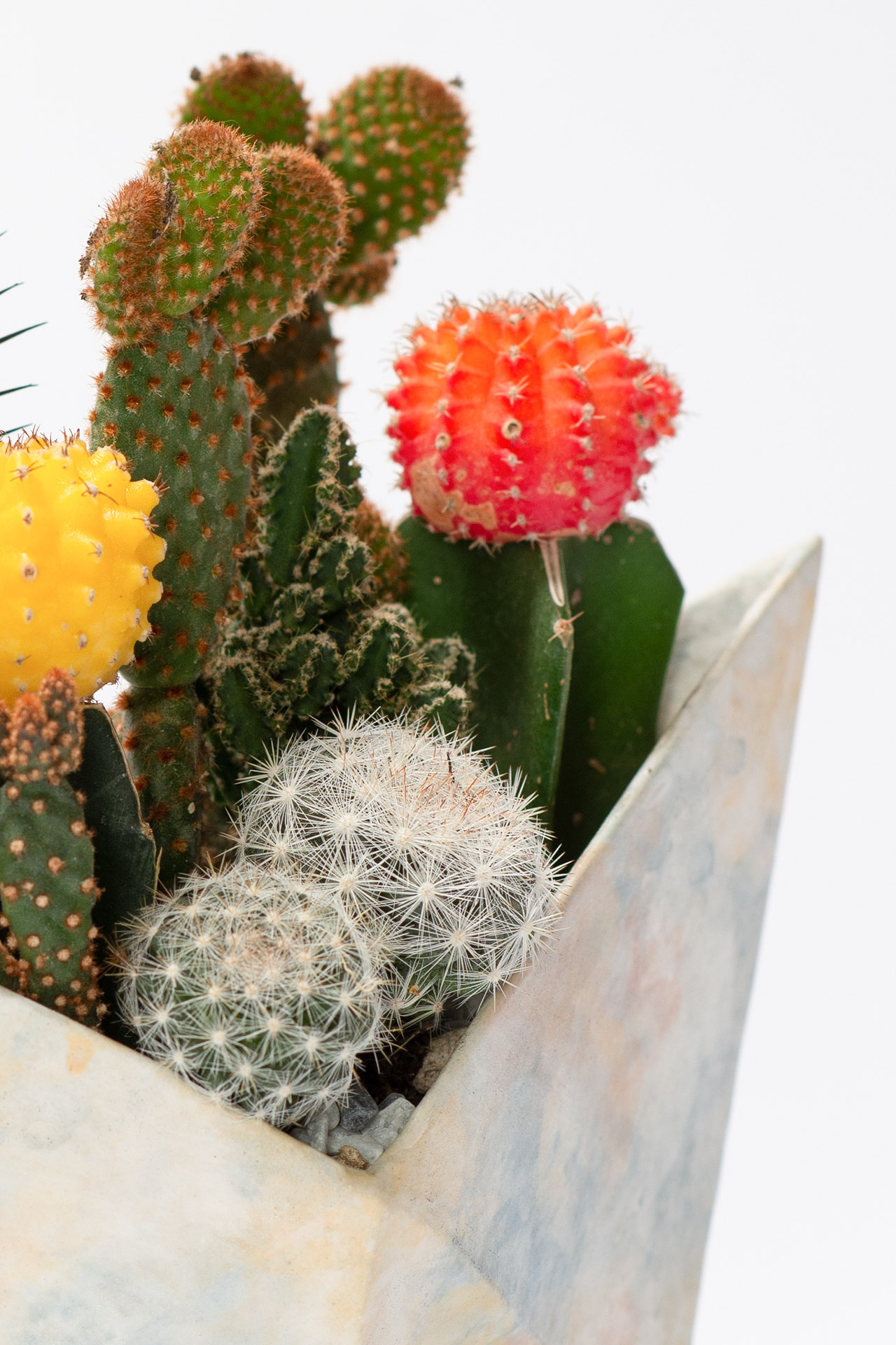 粉色仙人掌禮物