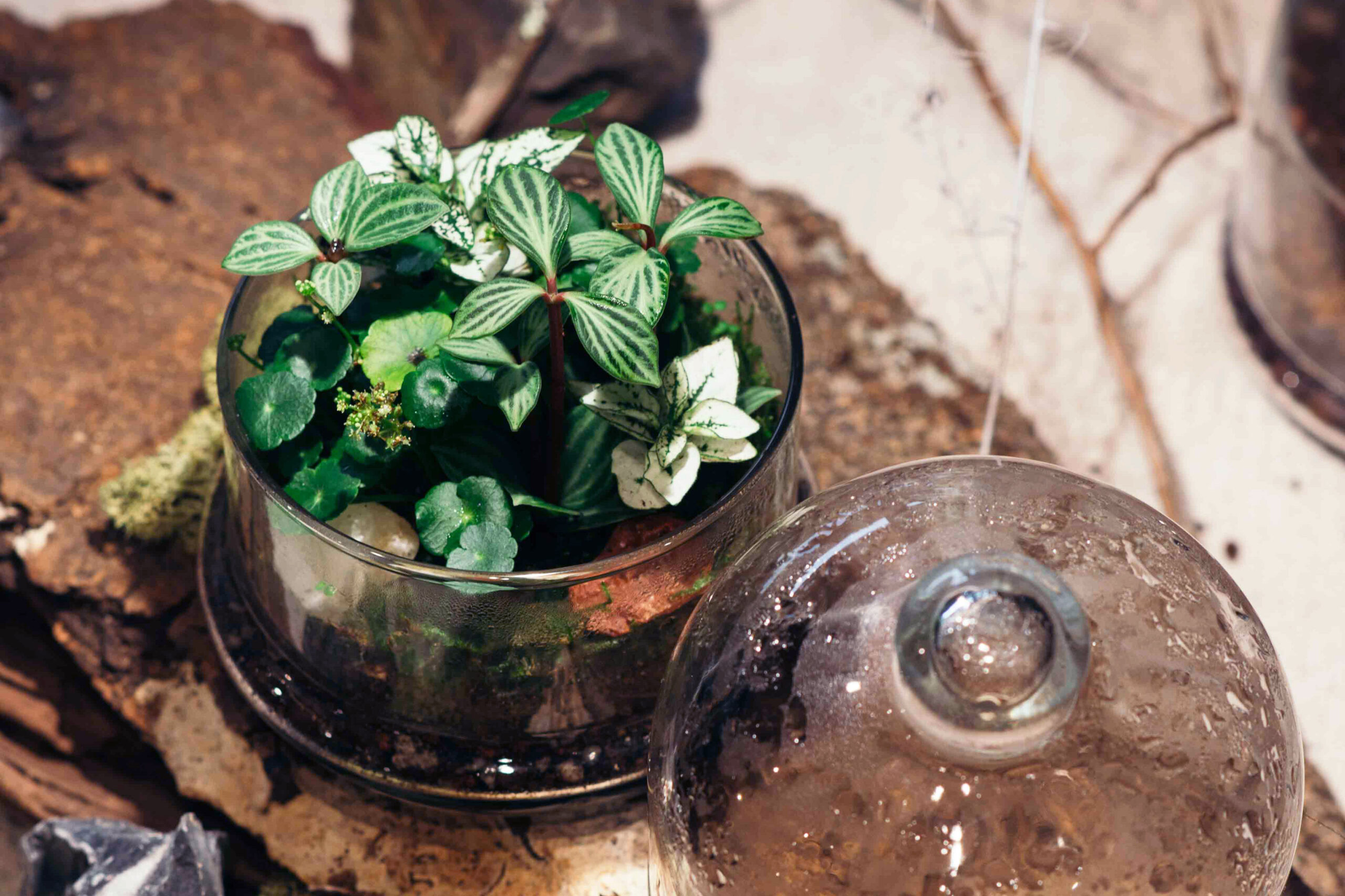 室內植物擺設 3 案例|台灣在地的造景實踐 19 室內植物擺設 3 案例|台灣在地的造景實踐 0418 VIP生態瓶多肉植物造景@有肉 10 拷貝 scaled