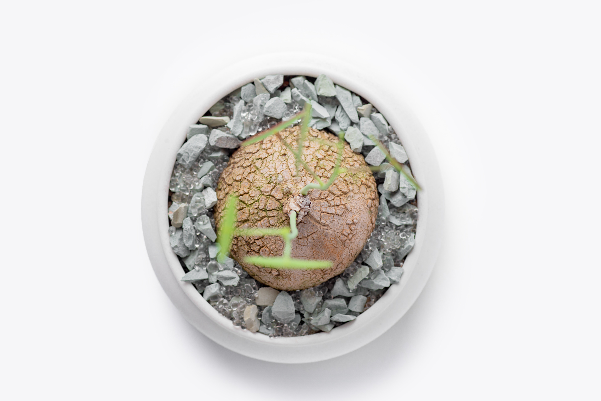 室內種植塊根山烏龜