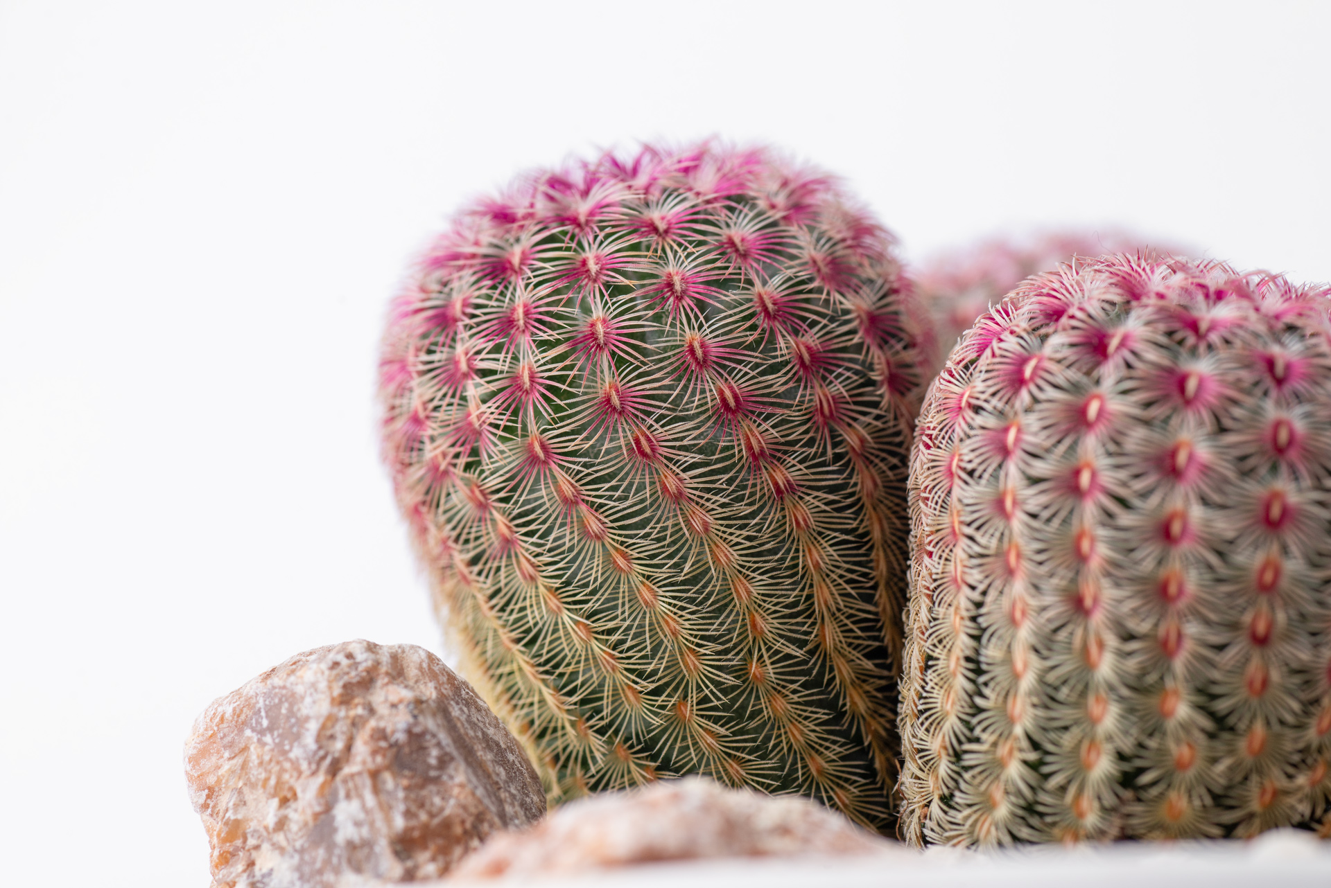 夜光仙人掌、仙人掌梨?國際品牌怎麼用仙人掌 2 紫太陽仙人掌側面