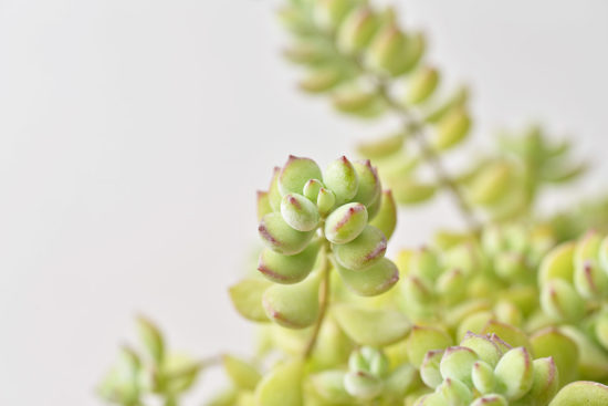 菊科多肉 菊科多肉