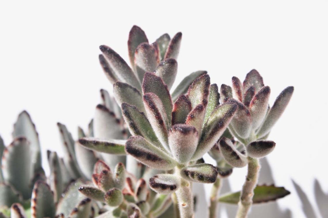 黑兔耳, 姬兔耳