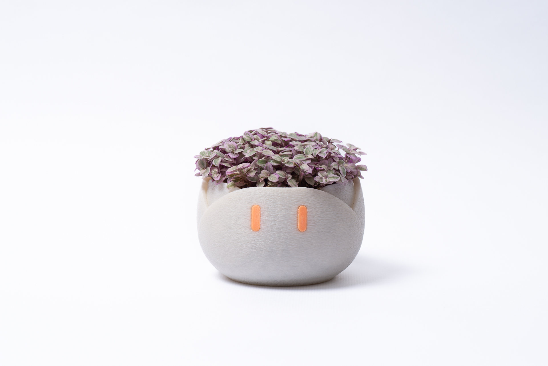 0527 每月一多肉胭脂雲-008