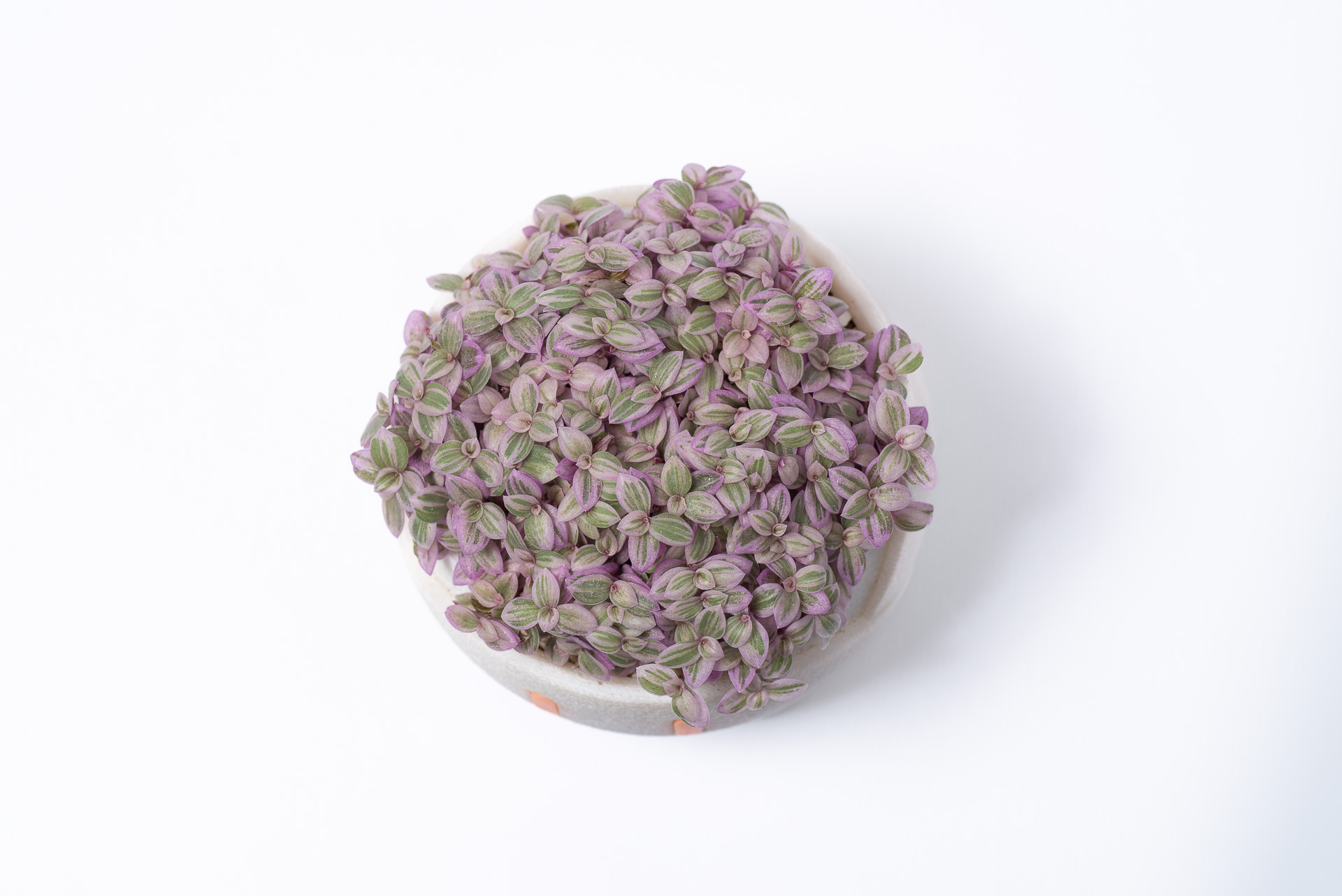 多肉圖鑑:胭脂雲 1 0527 每月一多肉胭脂雲-俯視