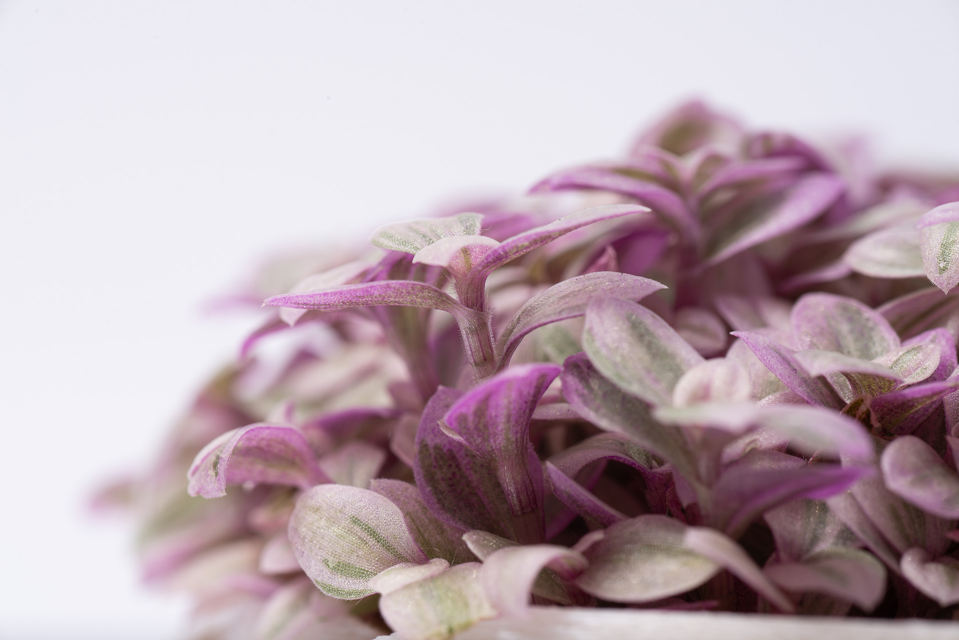 多肉圖鑑:胭脂雲 4 0527 每月一多肉胭脂雲-微距攝影葉梗