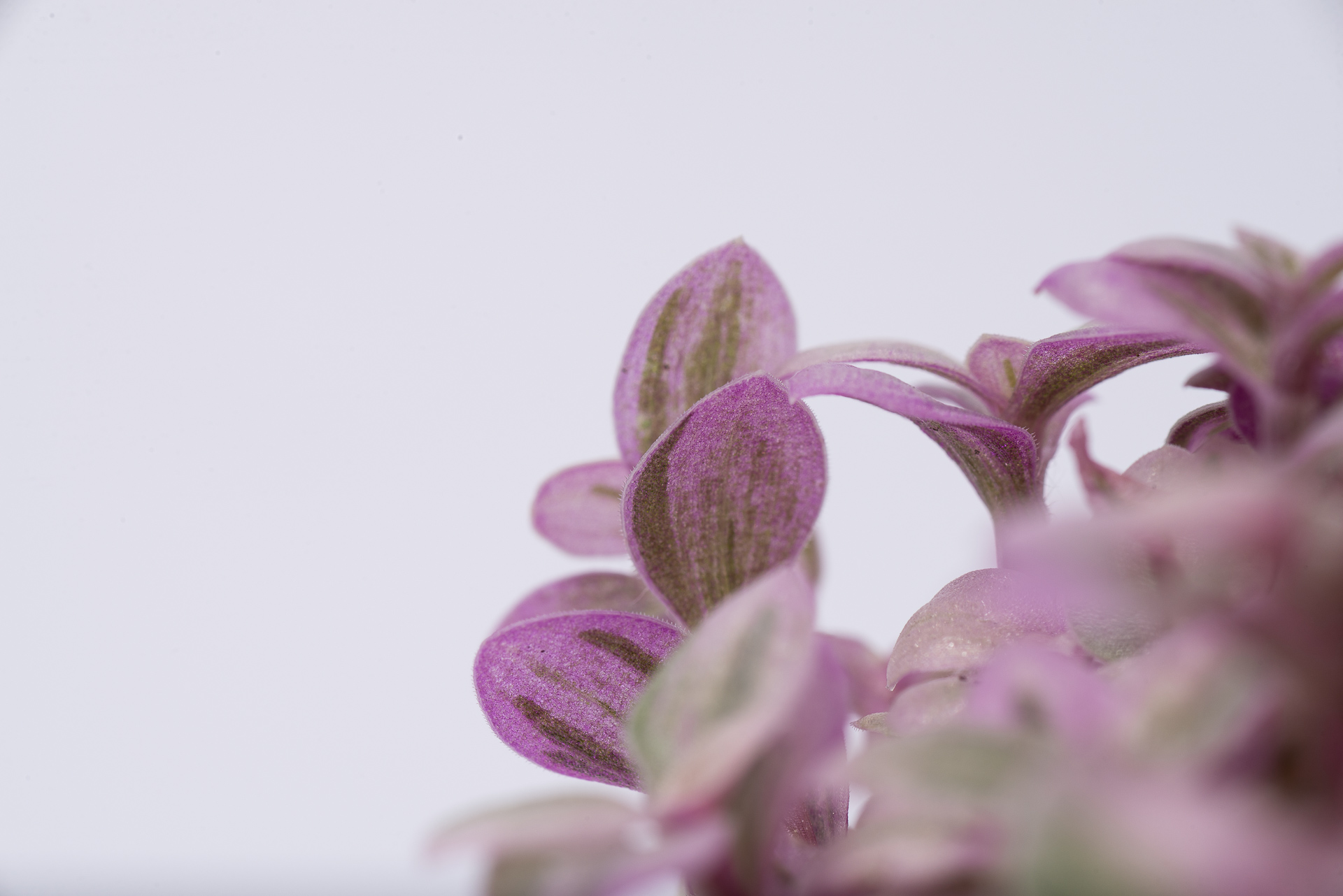 多肉圖鑑:胭脂雲 2 0527 每月一多肉胭脂雲-0葉背斑葉特寫