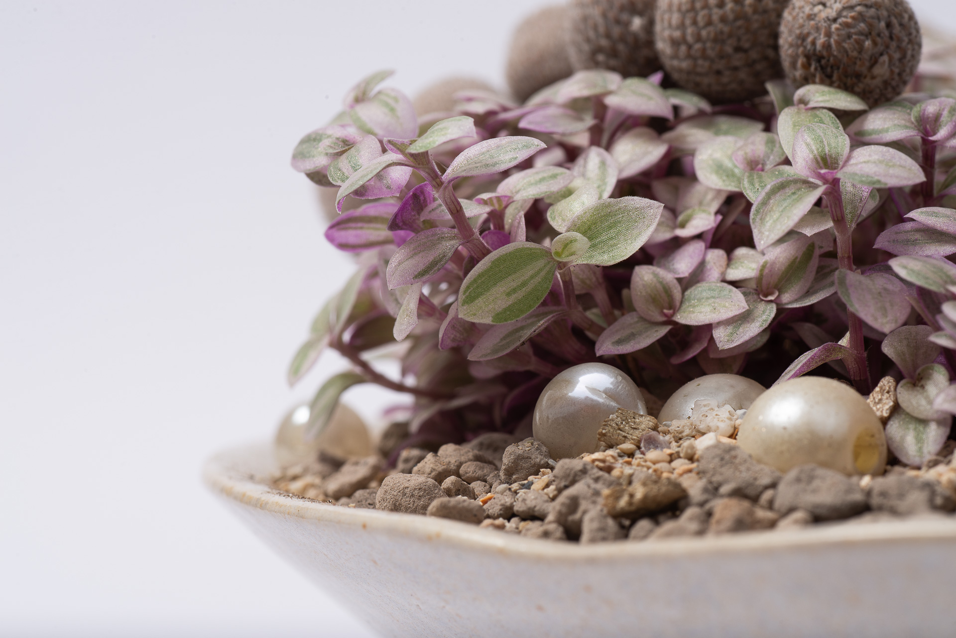 多肉圖鑑:胭脂雲 7 0527 每月一多肉胭脂雲-組合多肉植栽