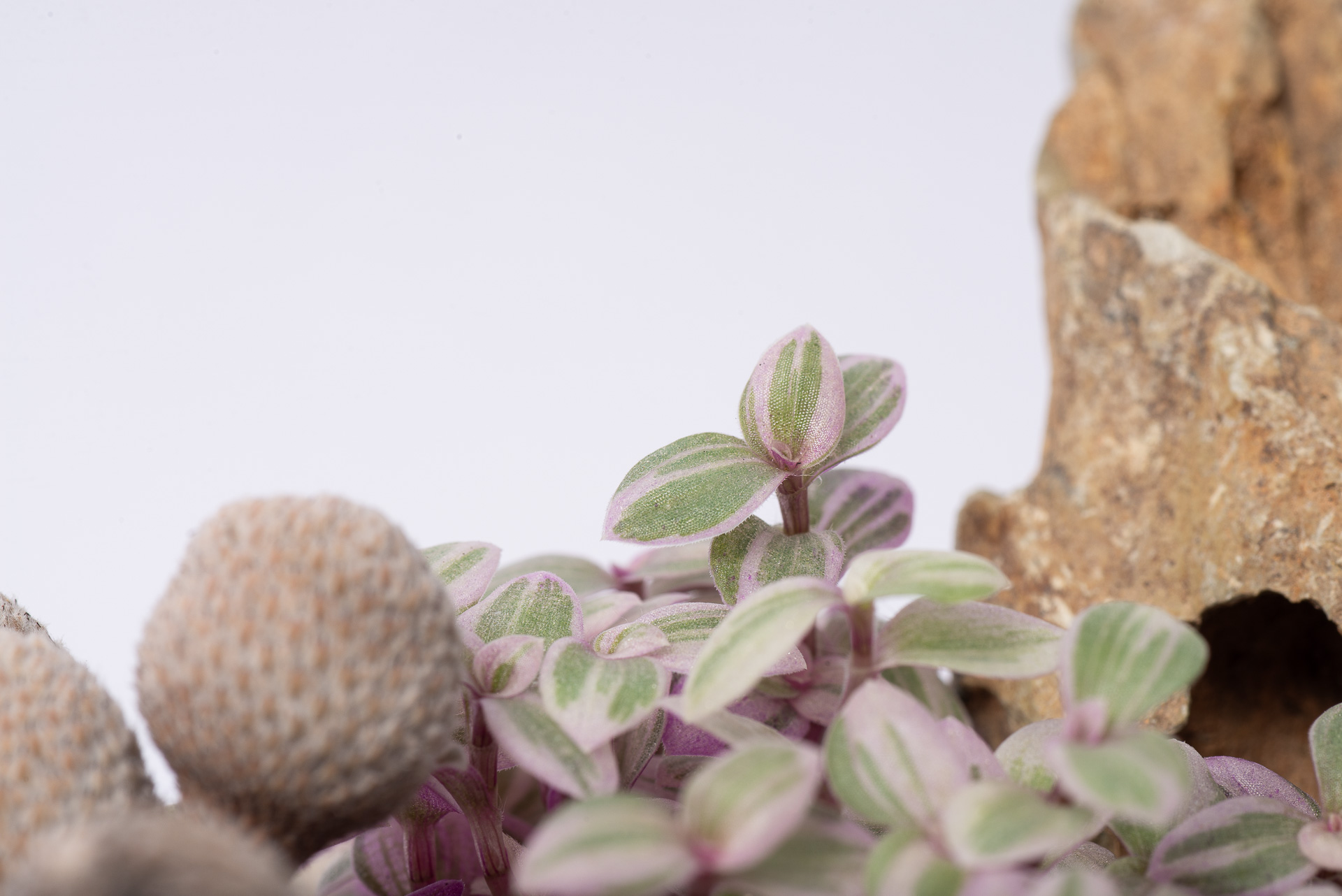 多肉圖鑑:胭脂雲 3 0527 每月一多肉胭脂雲-微距攝影葉片