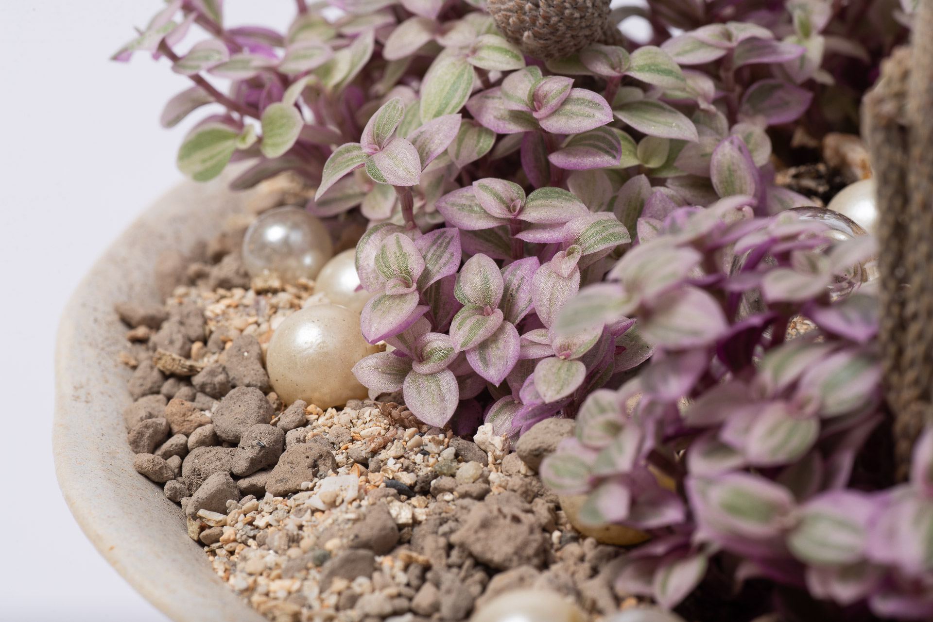 多肉圖鑑:胭脂雲 5 珍珠素材在組合盆栽