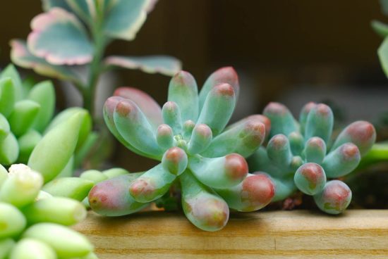 景天科多肉植物 06