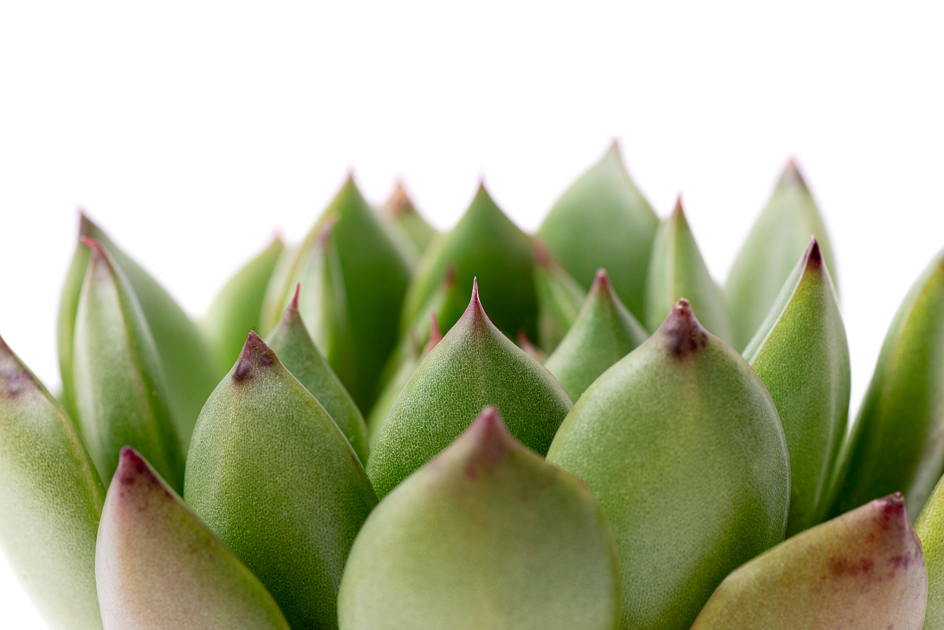 貓奴看過來!一次了解新葉喵的 8 個秘密,結尾加碼最新藏 6 0624 每月多肉植物聖誕東雲-葉尖