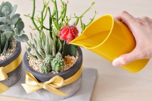 植物照顧澆水 多肉植物組盆 雙盆組 開幕送禮 開店禮物 朋友開幕 澆水器