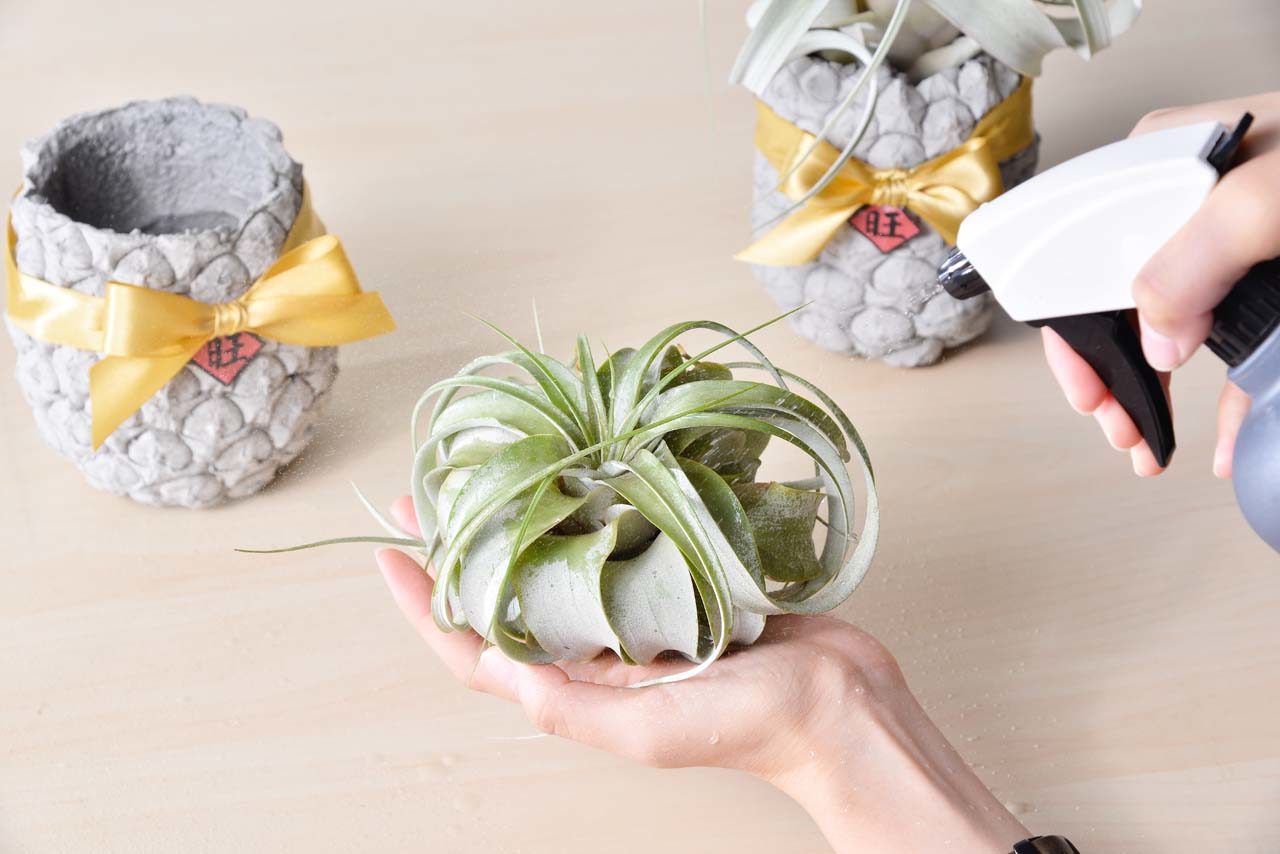 霸王空氣鳳梨 多肉植物噴水器