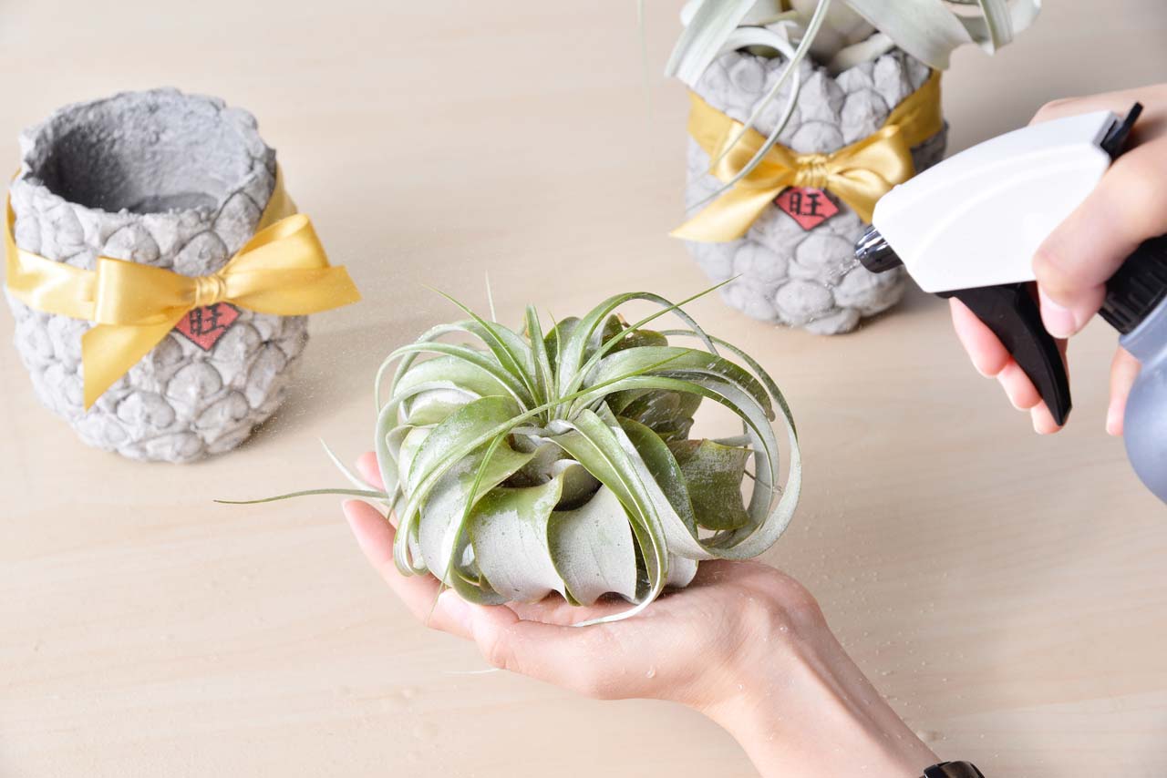 霸王空氣鳳梨 多肉植物噴水器