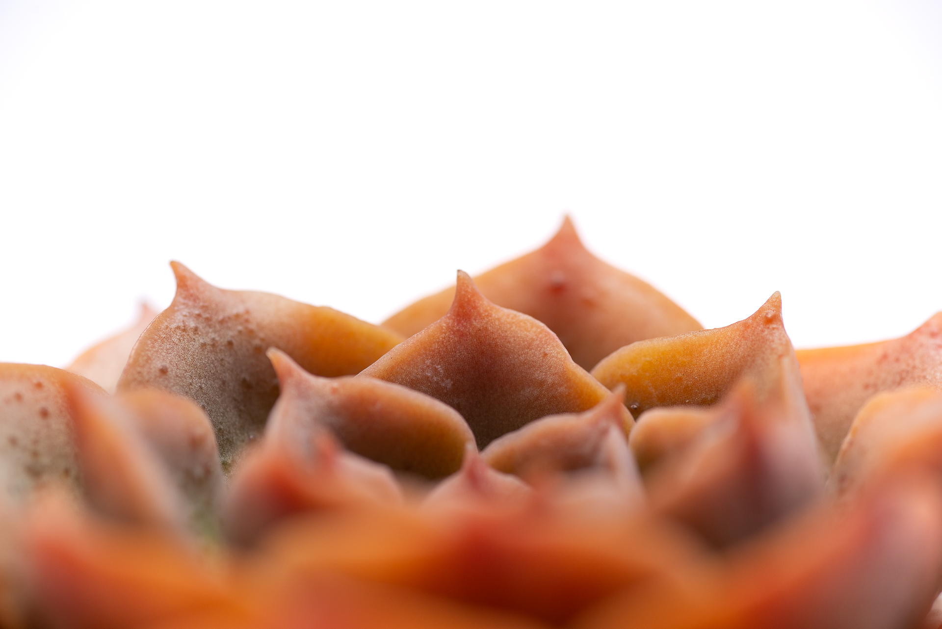 多肉圖鑑:黃金摩西 3 多肉圖鑑:黃金摩西 0729 每月一肉,黃金摩西 10