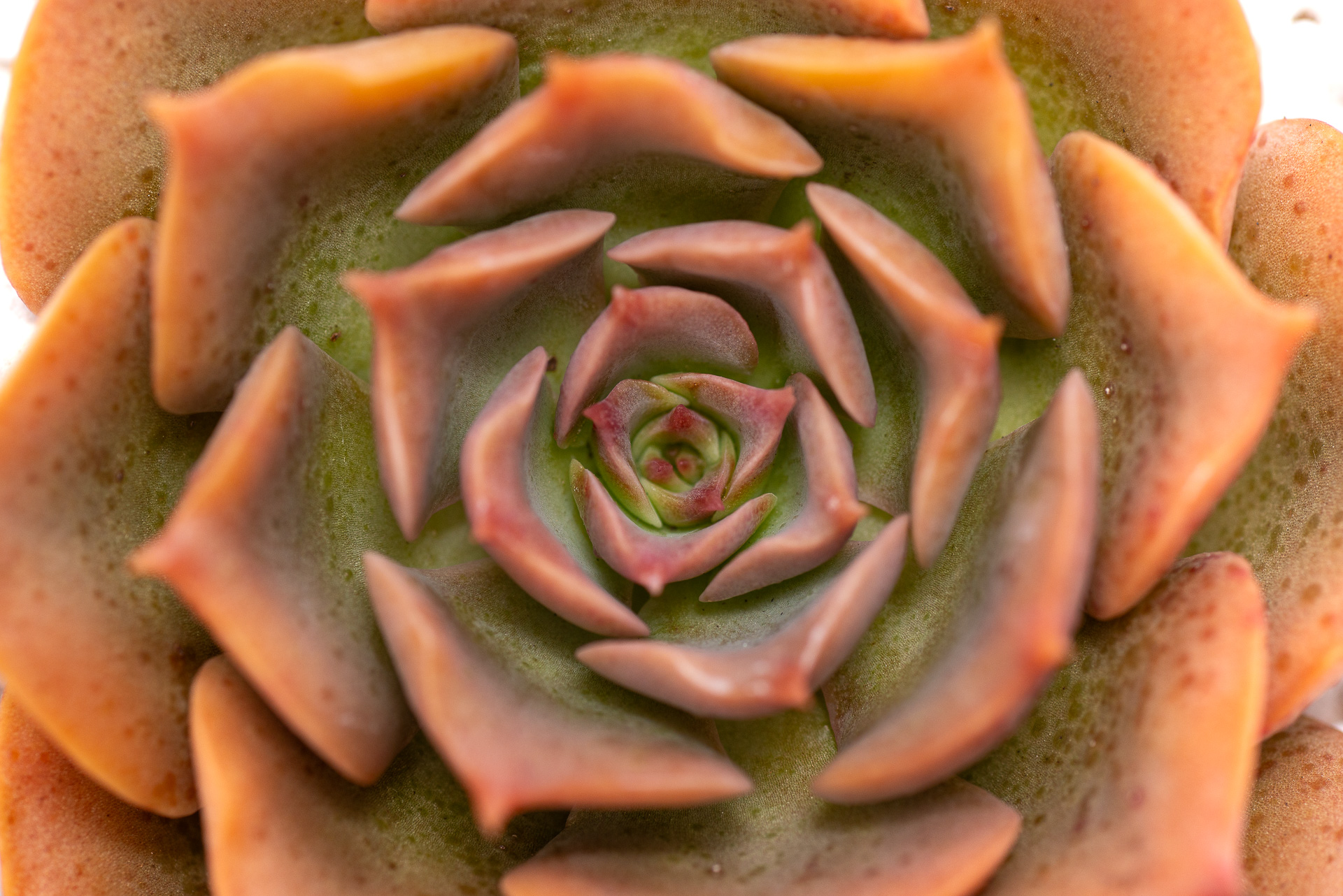 多肉圖鑑:黃金摩西 5 多肉圖鑑:黃金摩西 0729 每月一肉,黃金摩西 11