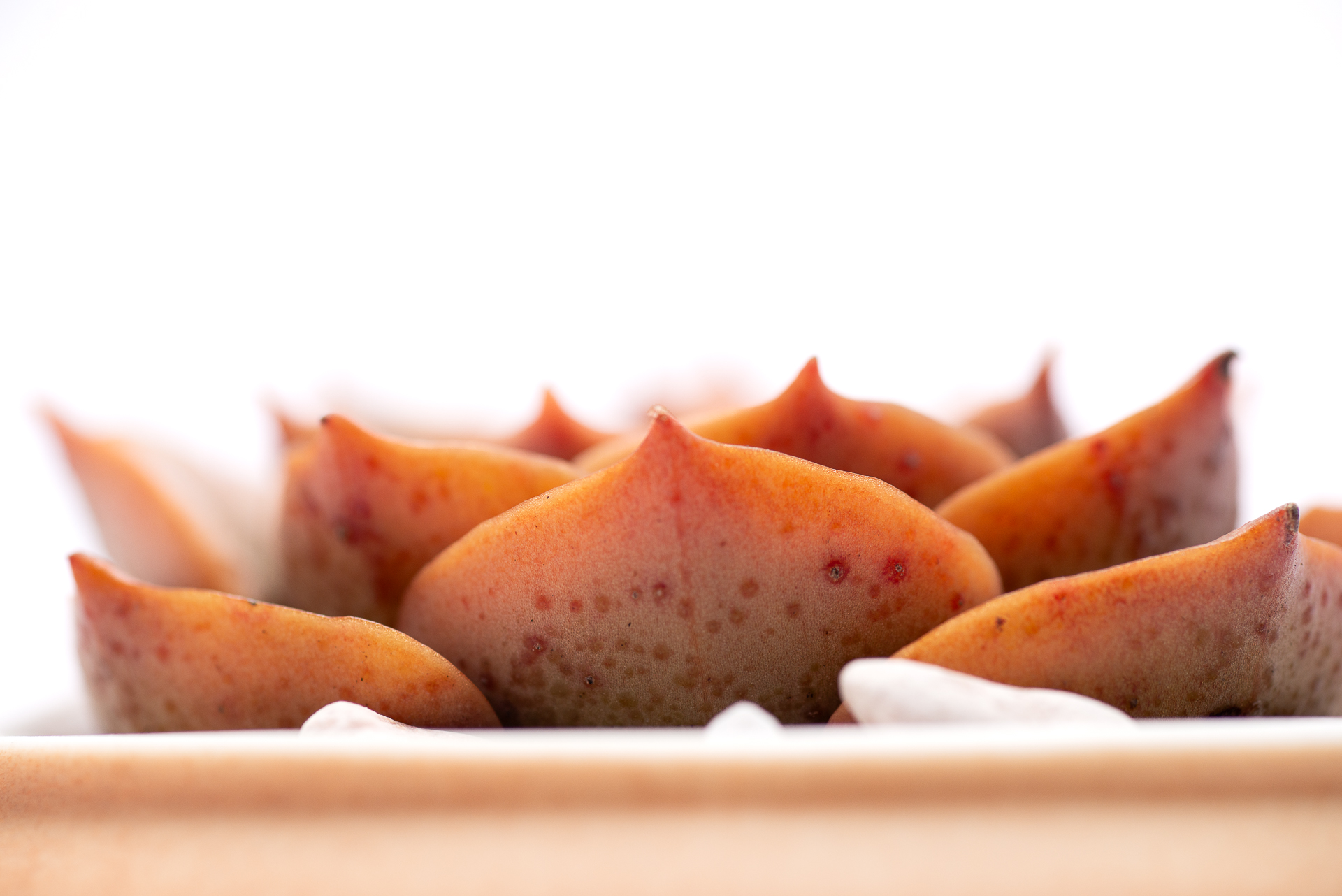 多肉圖鑑:黃金摩西 2 多肉圖鑑:黃金摩西 0729 每月一肉,黃金摩西 12