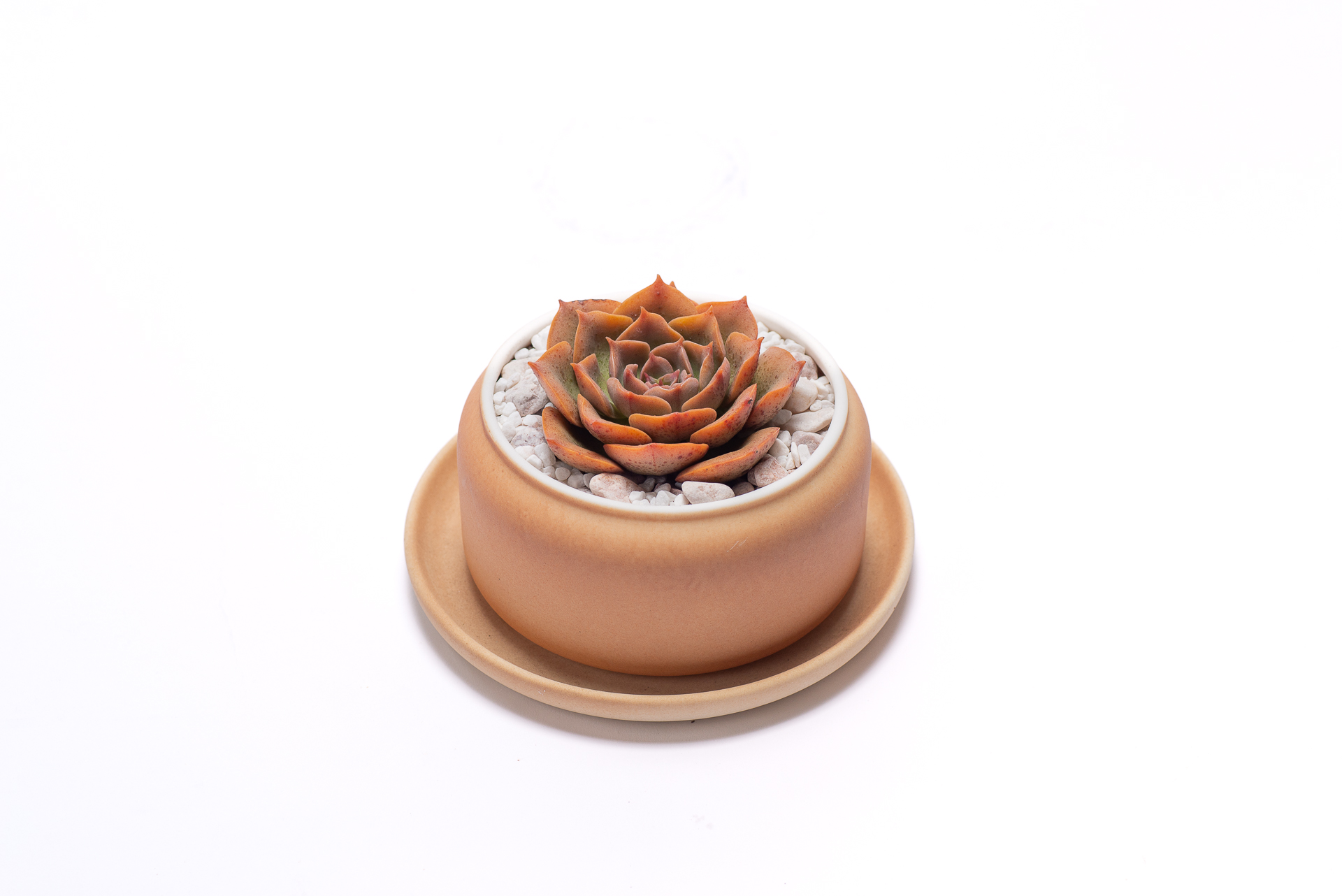 多肉圖鑑:黃金摩西 4 多肉圖鑑:黃金摩西 0729 每月一肉,黃金摩西 2