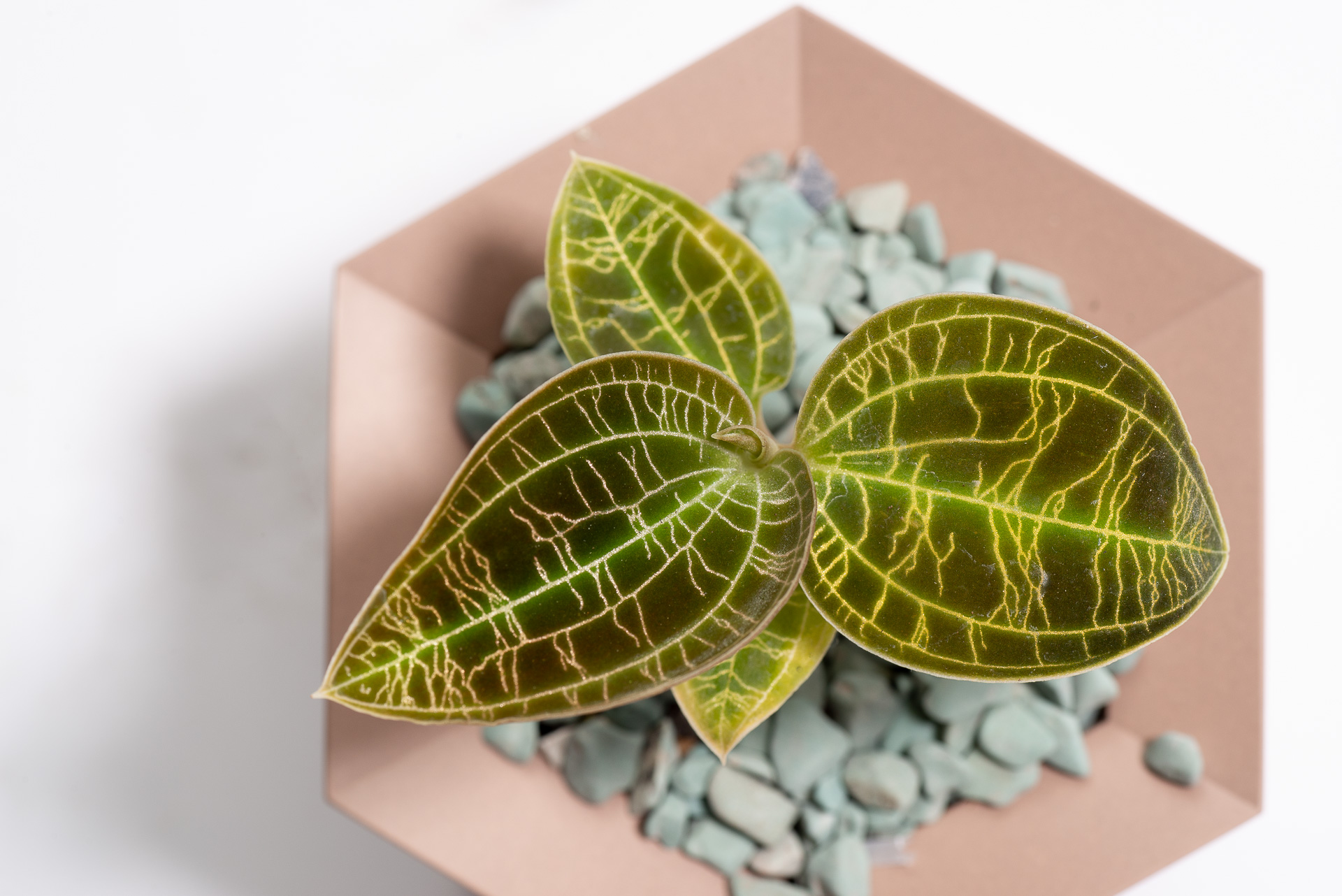 寶石蘭照顧、繁殖與品種介紹 6 0827 每月一多肉寶石蘭-吸睛葉片