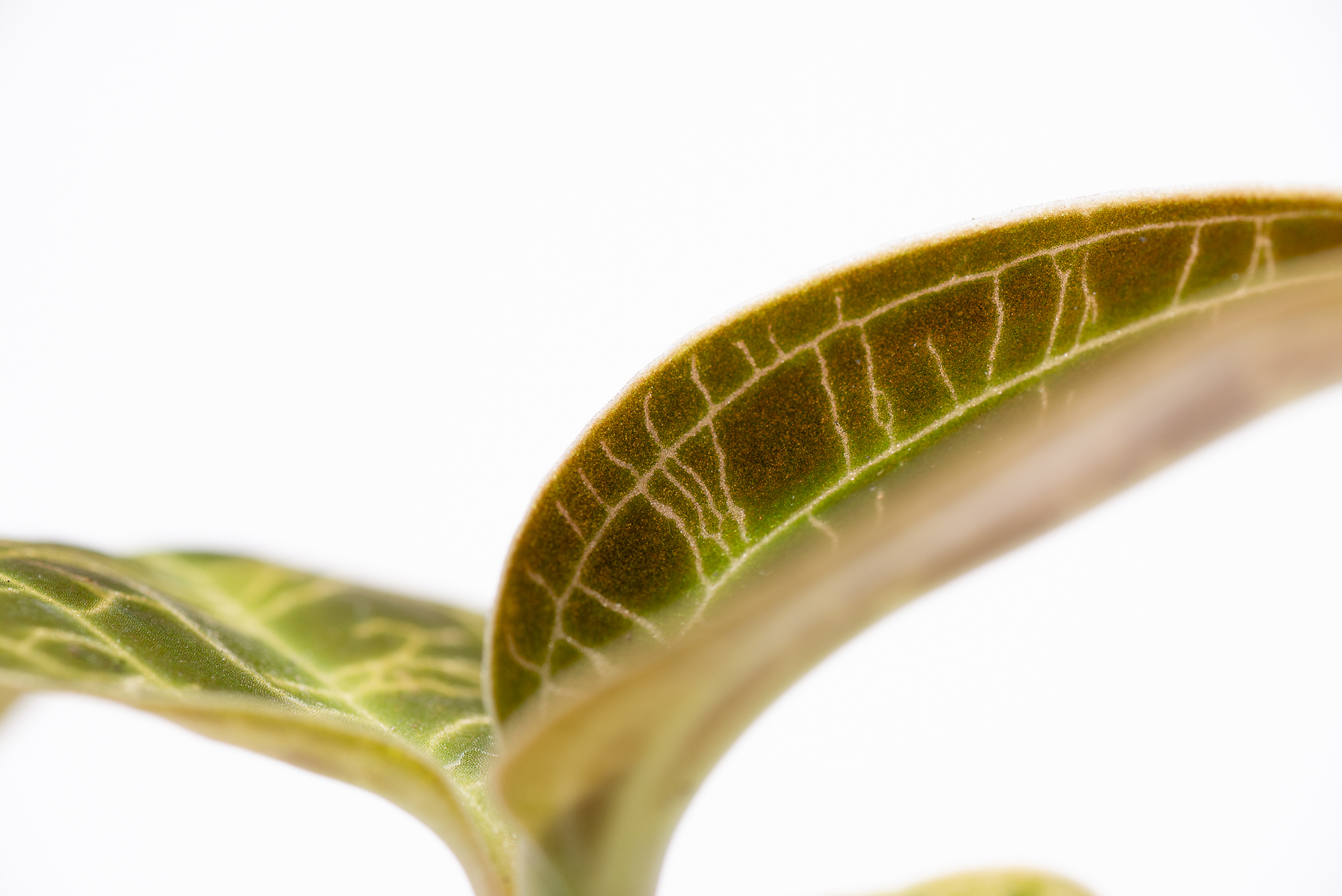 寶石蘭照顧、繁殖與品種介紹 4 0827 每月一多肉寶石蘭-寶石閃電感紋路