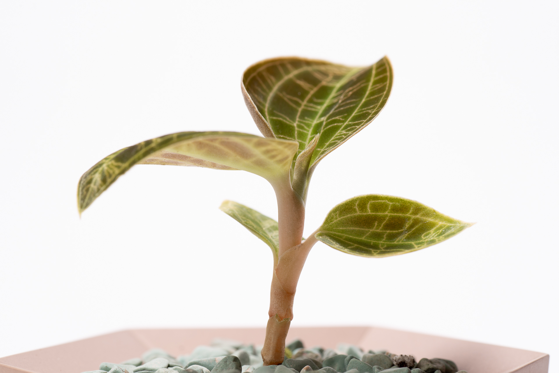 寶石蘭照顧、繁殖與品種介紹 3 0827 每月一多肉寶石蘭-節間互生葉片