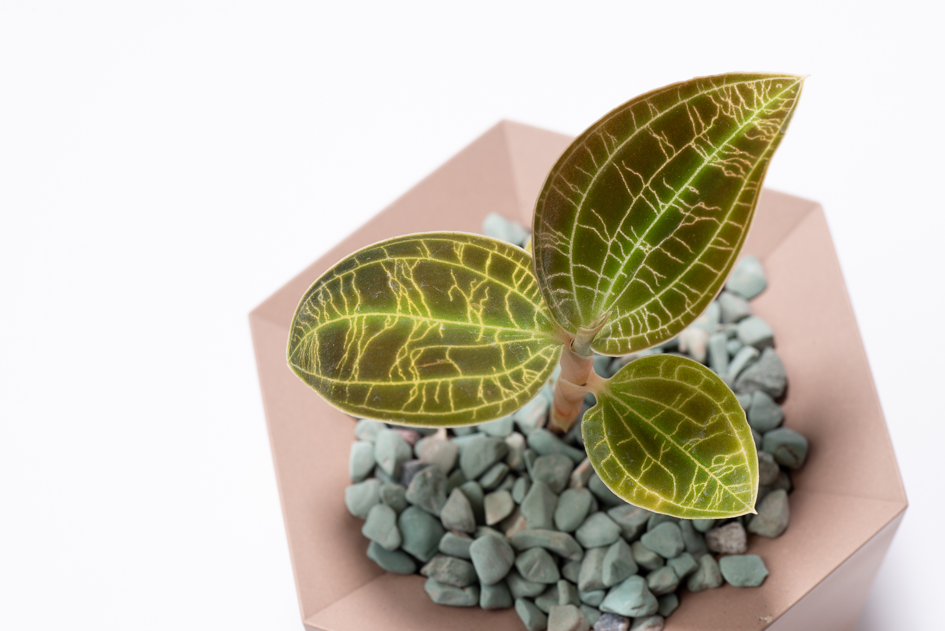 寶石蘭照顧、繁殖與品種介紹 1 0827 每月一多肉寶石蘭-絨面葉片