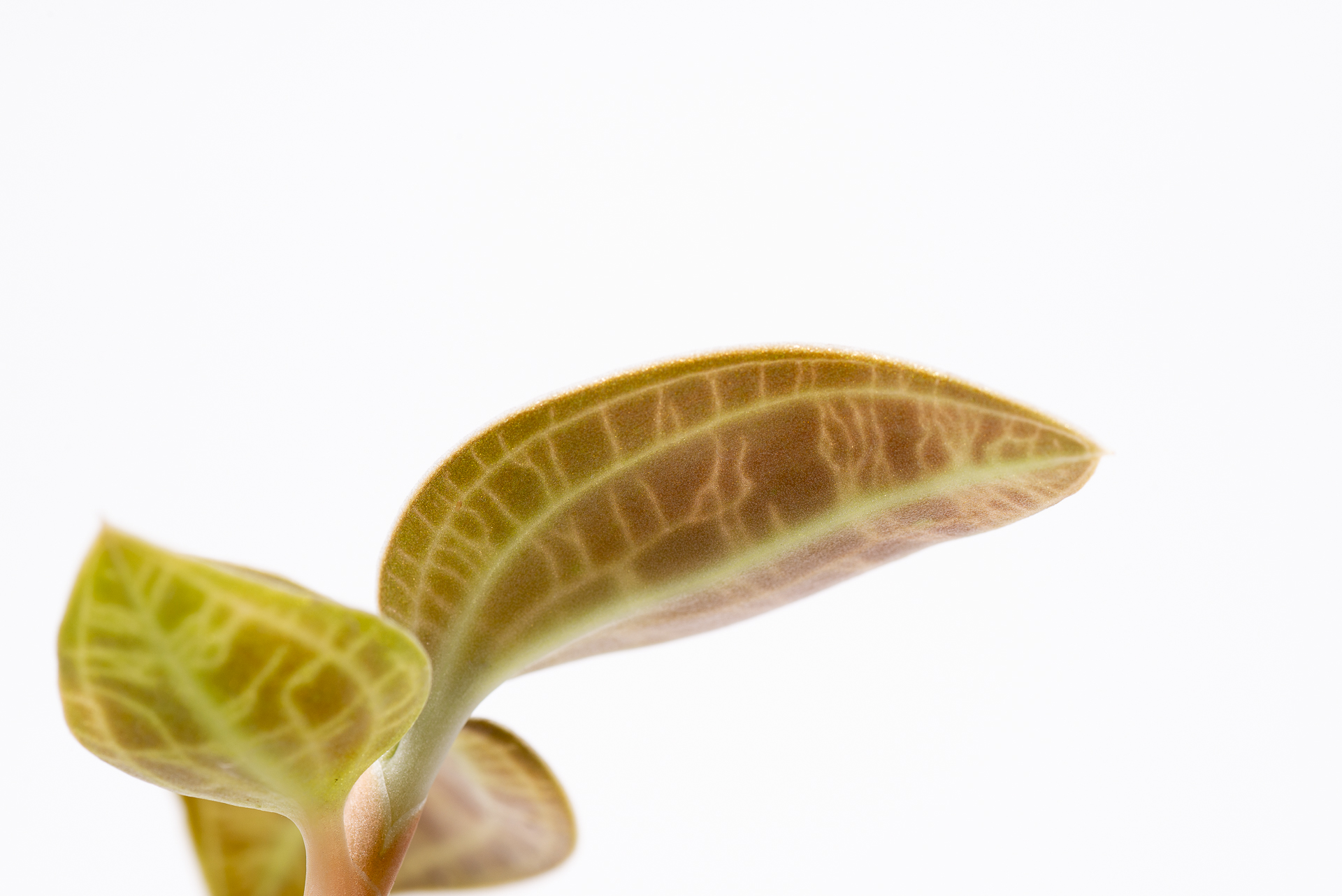 寶石蘭照顧、繁殖與品種介紹 5 0827 每月一多肉寶石蘭-葉背