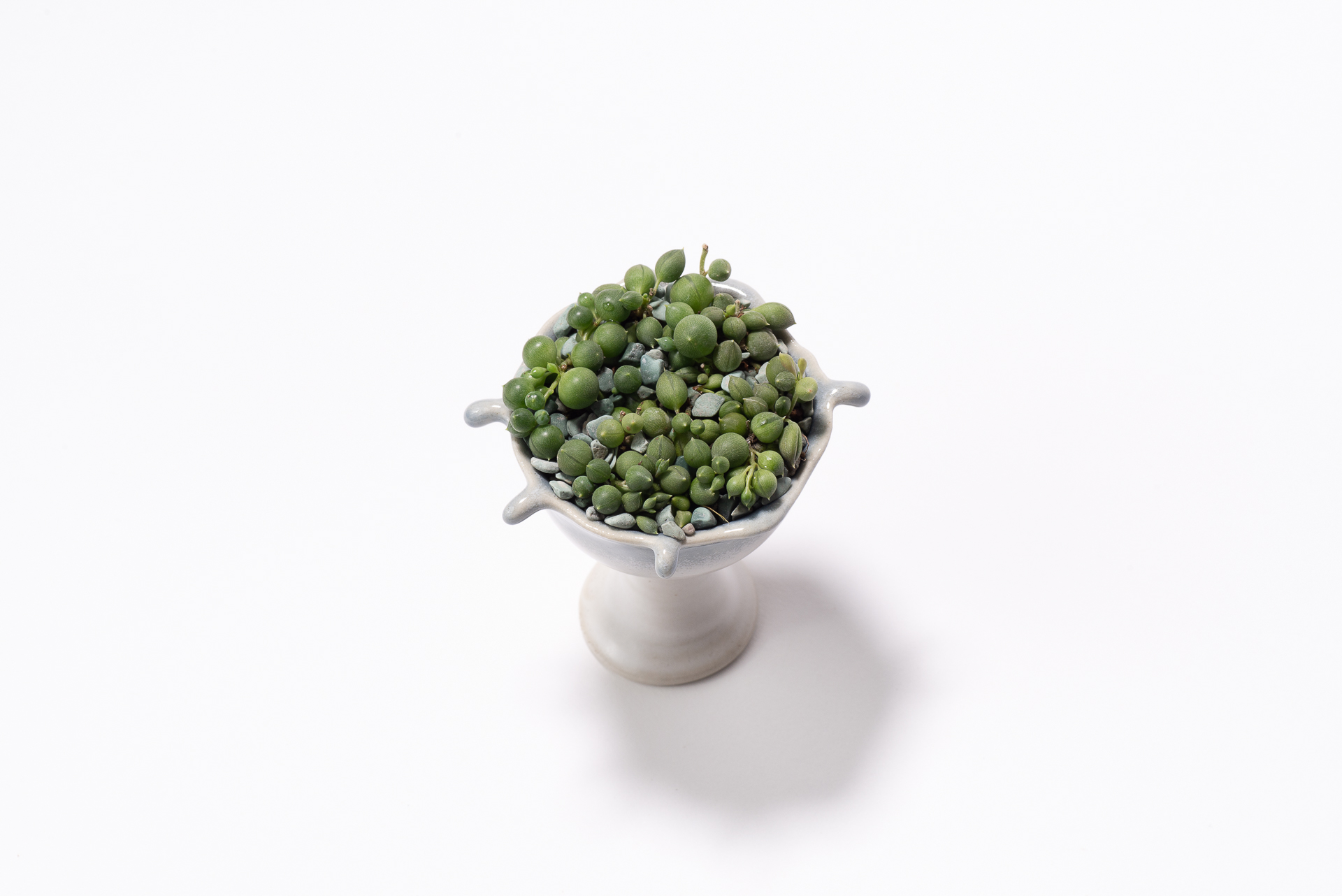 0827 每月一多肉綠之鈴-側俯角拍攝