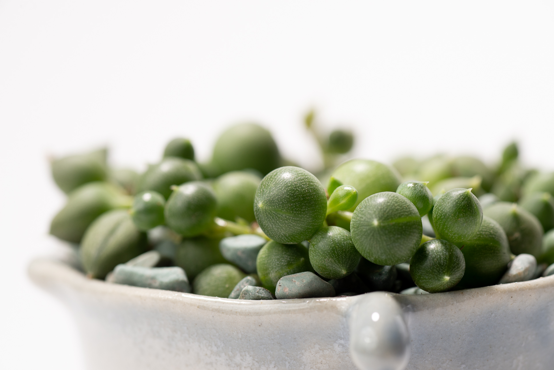 0827 每月一多肉綠之鈴-多肉圓葉片