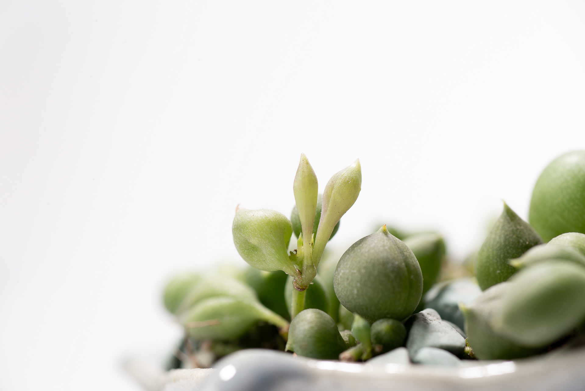 0827 每月一多肉綠之鈴-新葉芽節間