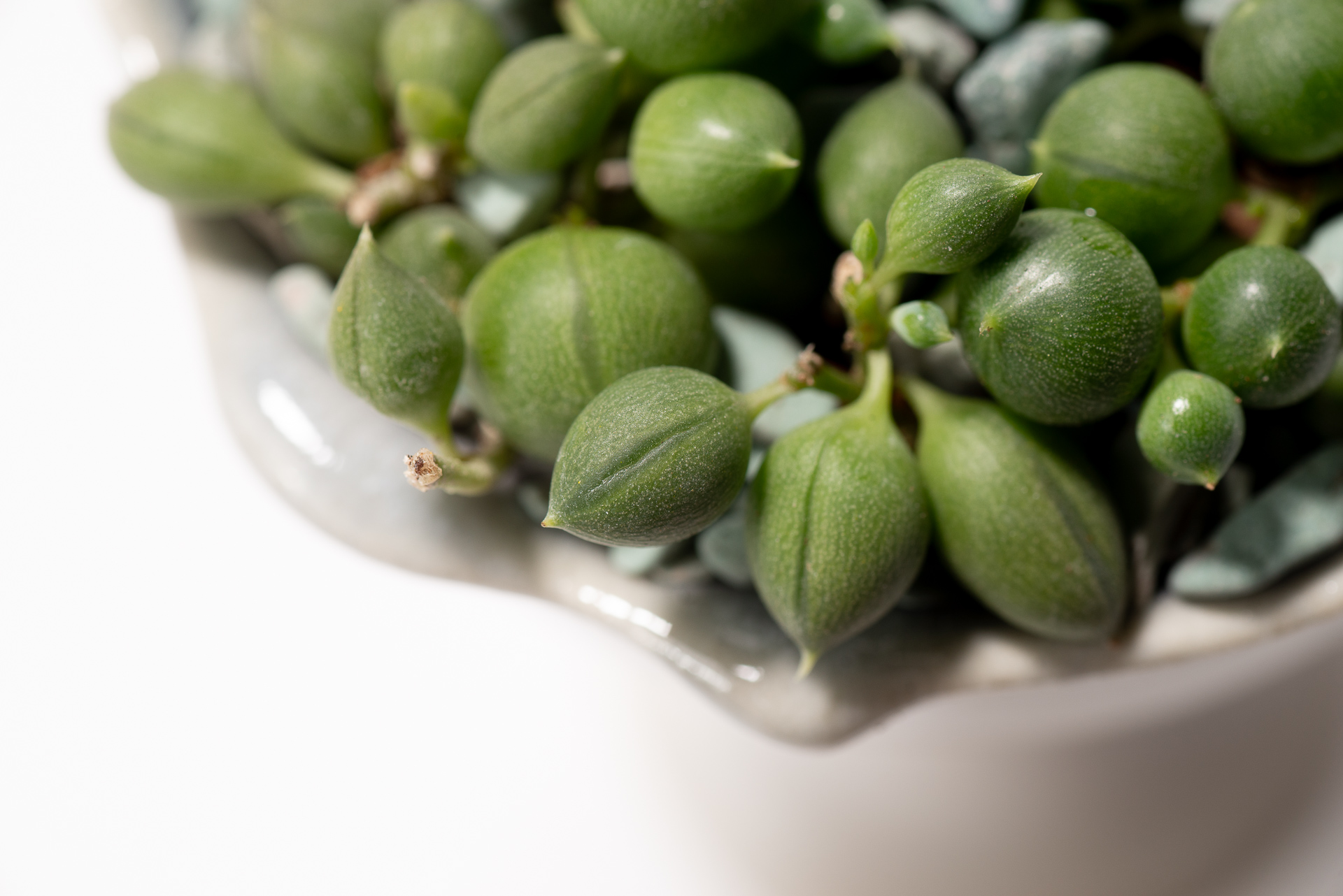 0827 每月一多肉綠之鈴-葉片橫溝