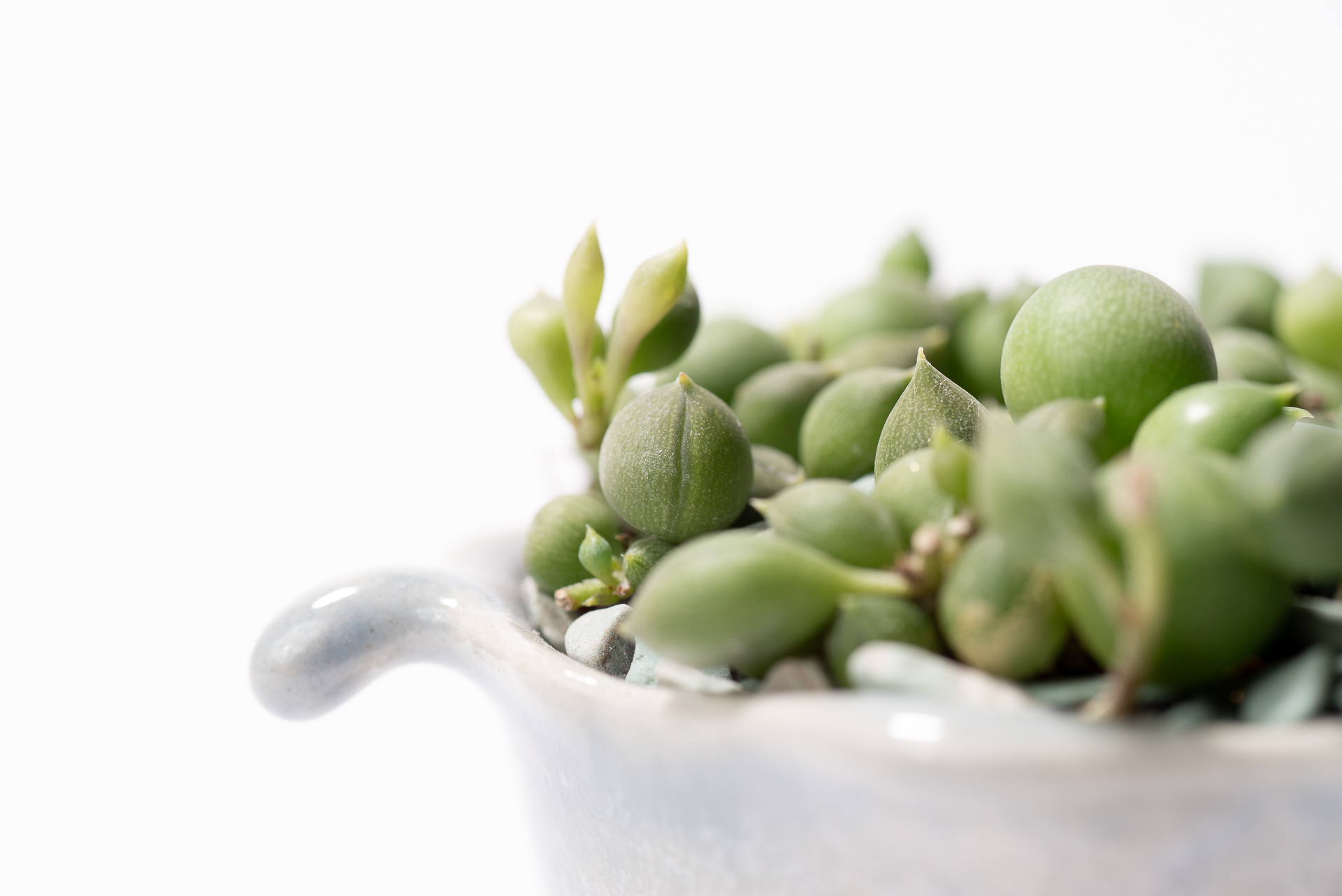 0827 每月一多肉綠之鈴-葉片鴻溝