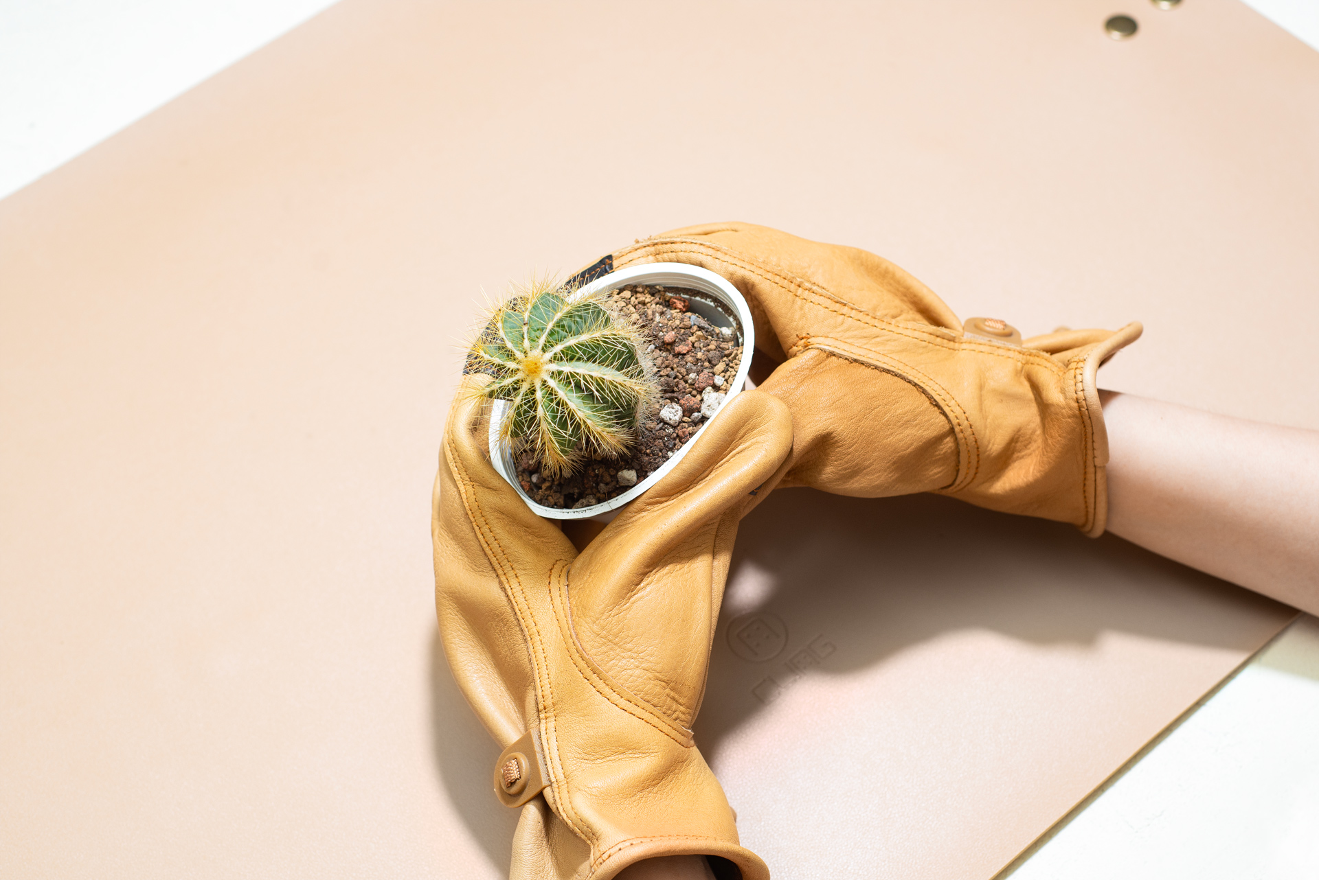 夜光仙人掌、仙人掌梨?國際品牌怎麼用仙人掌 5 防刺手套替仙人掌換盆