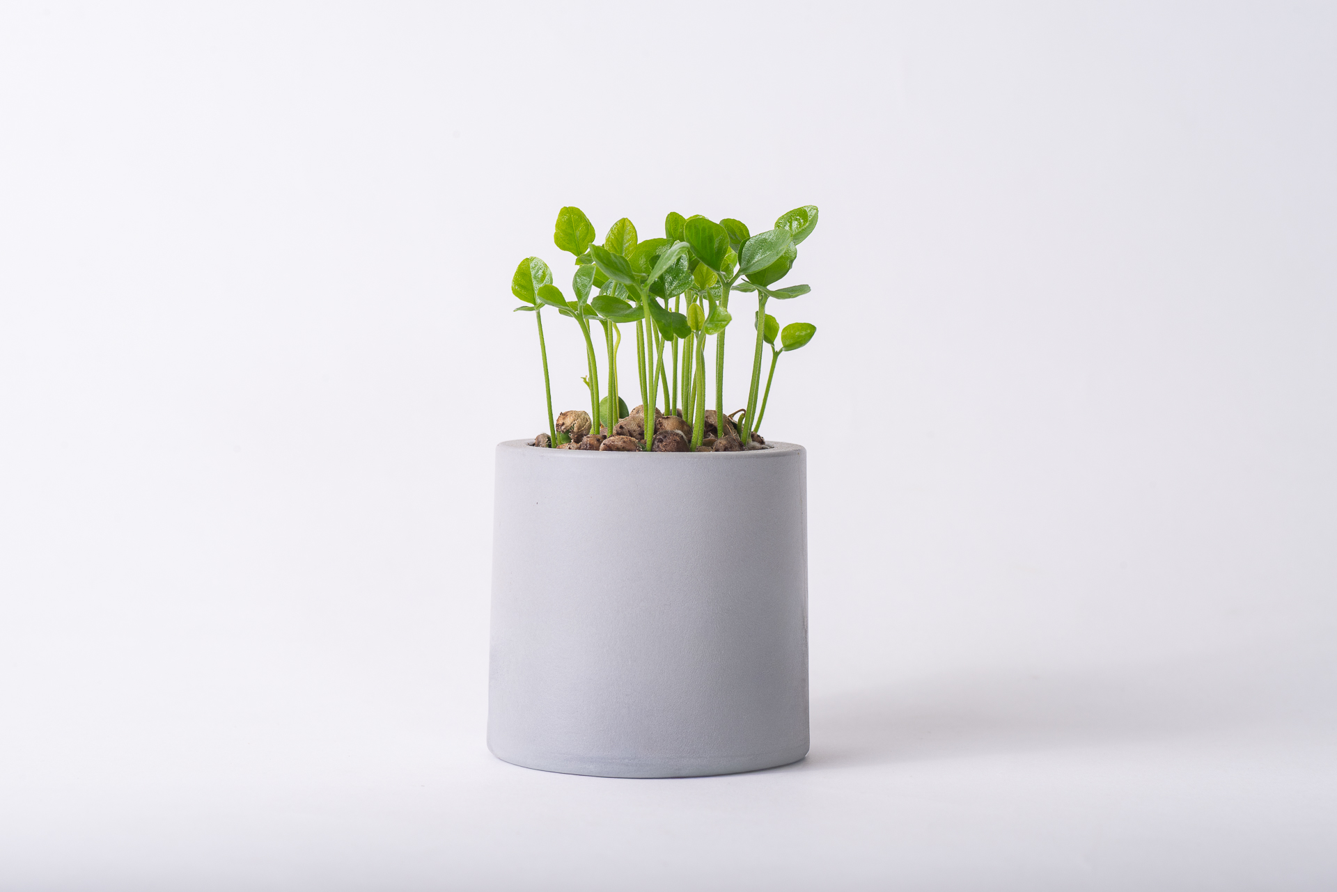 原生植物永續禮 七里香種子盆栽禮盒 2 永續禮品