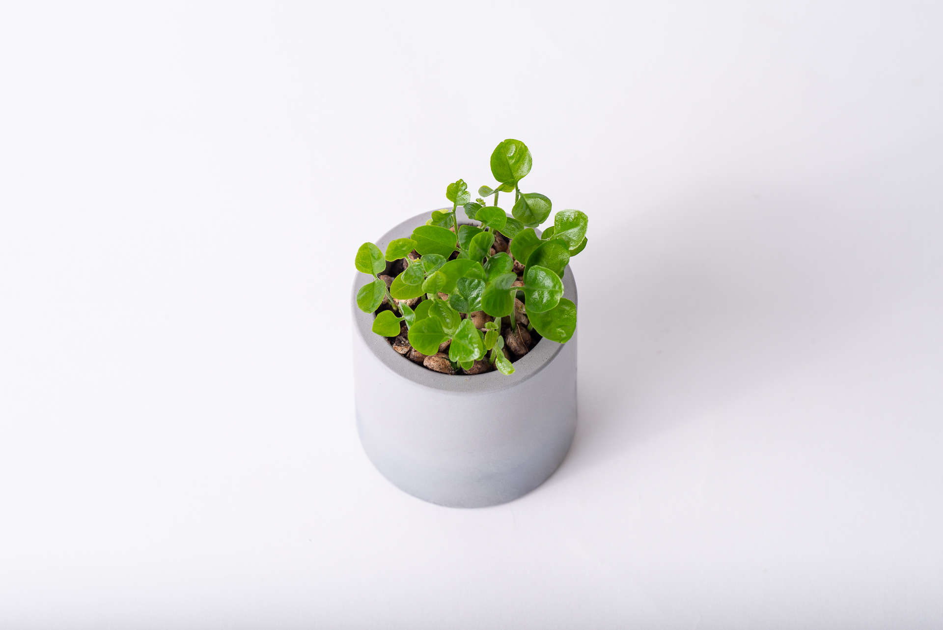 原生植物永續禮 七里香種子盆栽禮盒 3 綠意盎然永續禮物