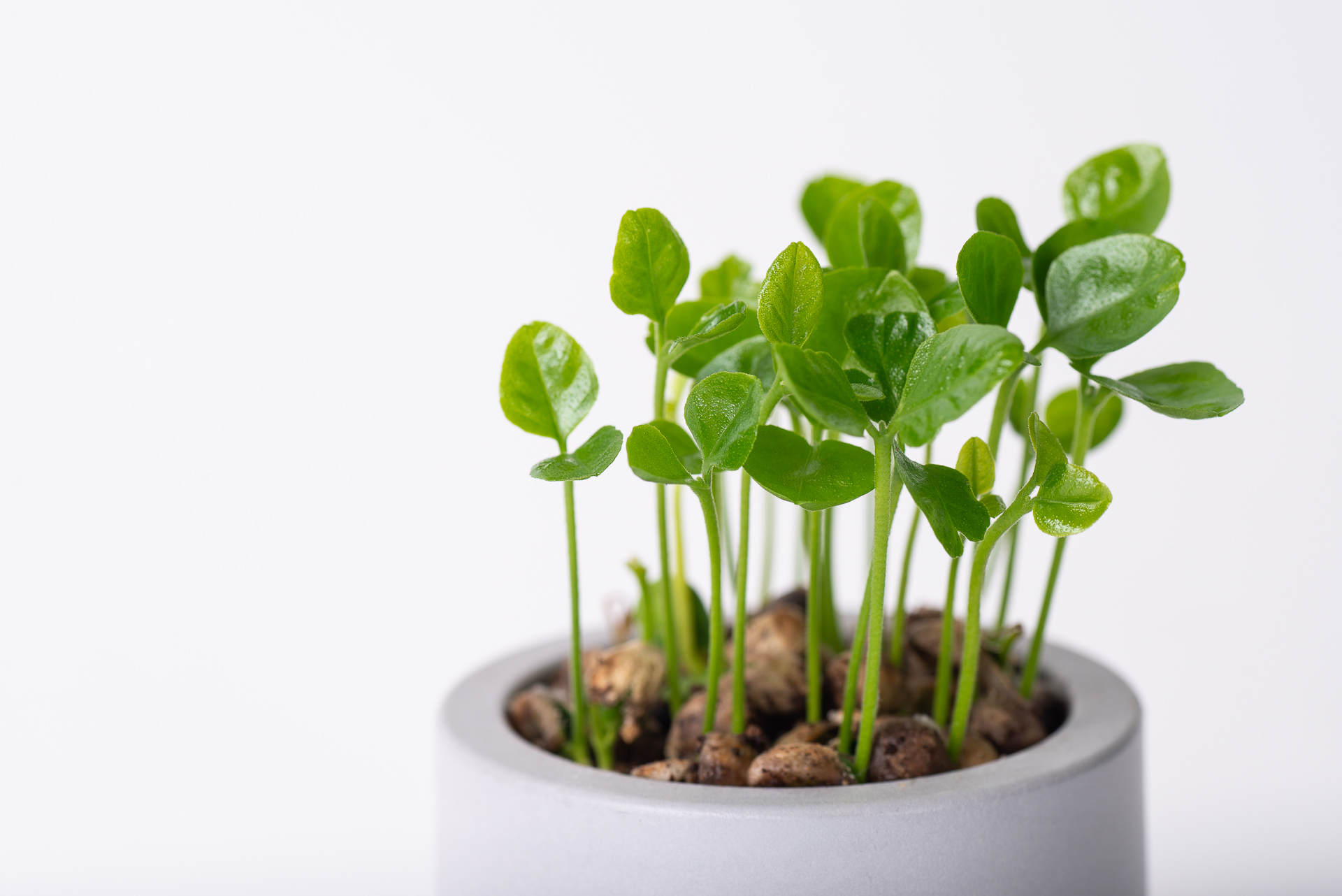 原生植物永續禮 七里香種子盆栽禮盒 1 原生植物種盆栽