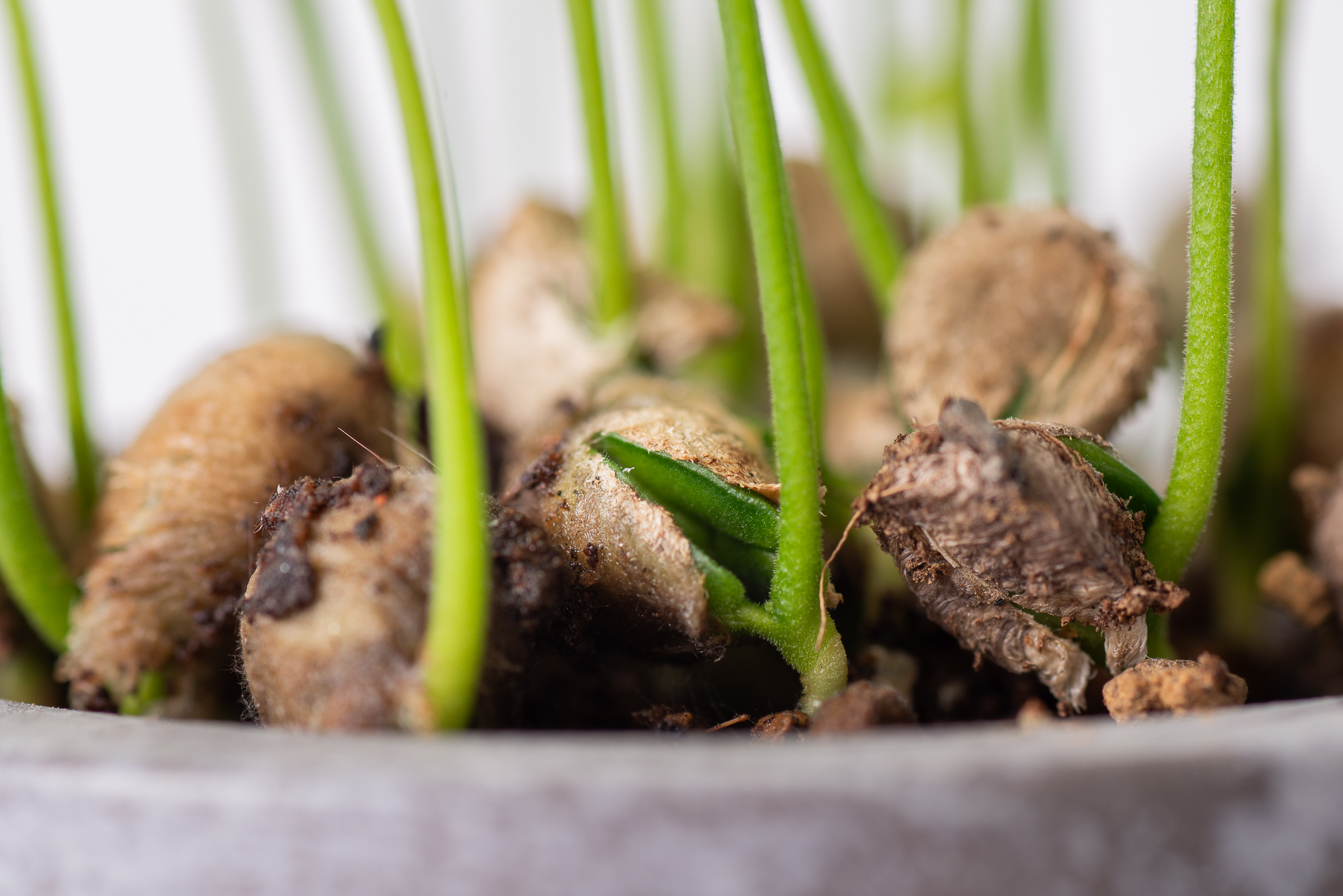 原生植物永續禮 七里香種子盆栽禮盒 4 種子盆栽開葉子